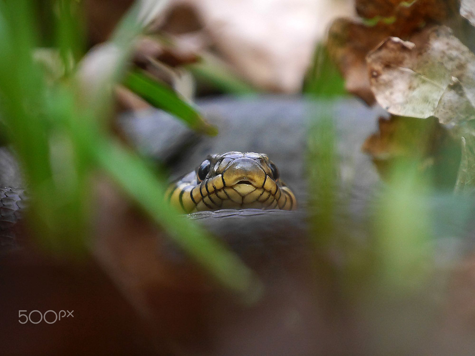 Panasonic Lumix DMC-G6 sample photo. I ssssssee you photography