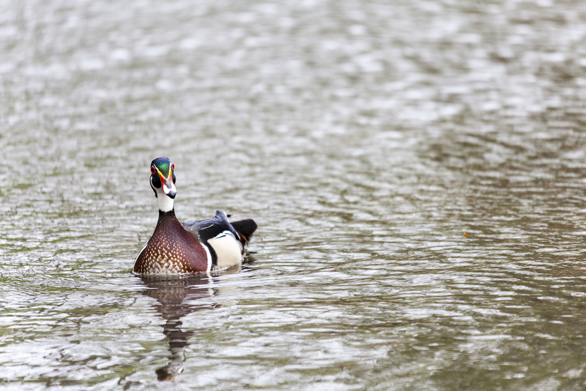 Canon EOS 5D Mark II + Sigma 150-500mm F5-6.3 DG OS HSM sample photo. Colorful duck on water photography