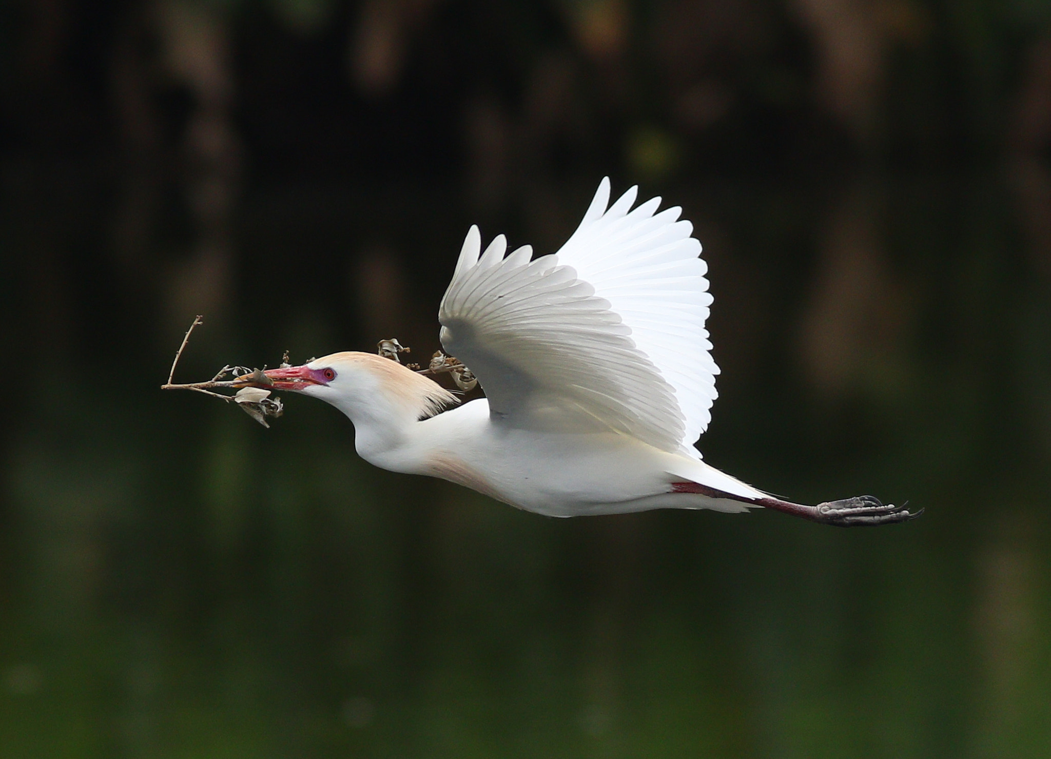 Canon EOS 7D Mark II sample photo. Cattle egret in flight photography