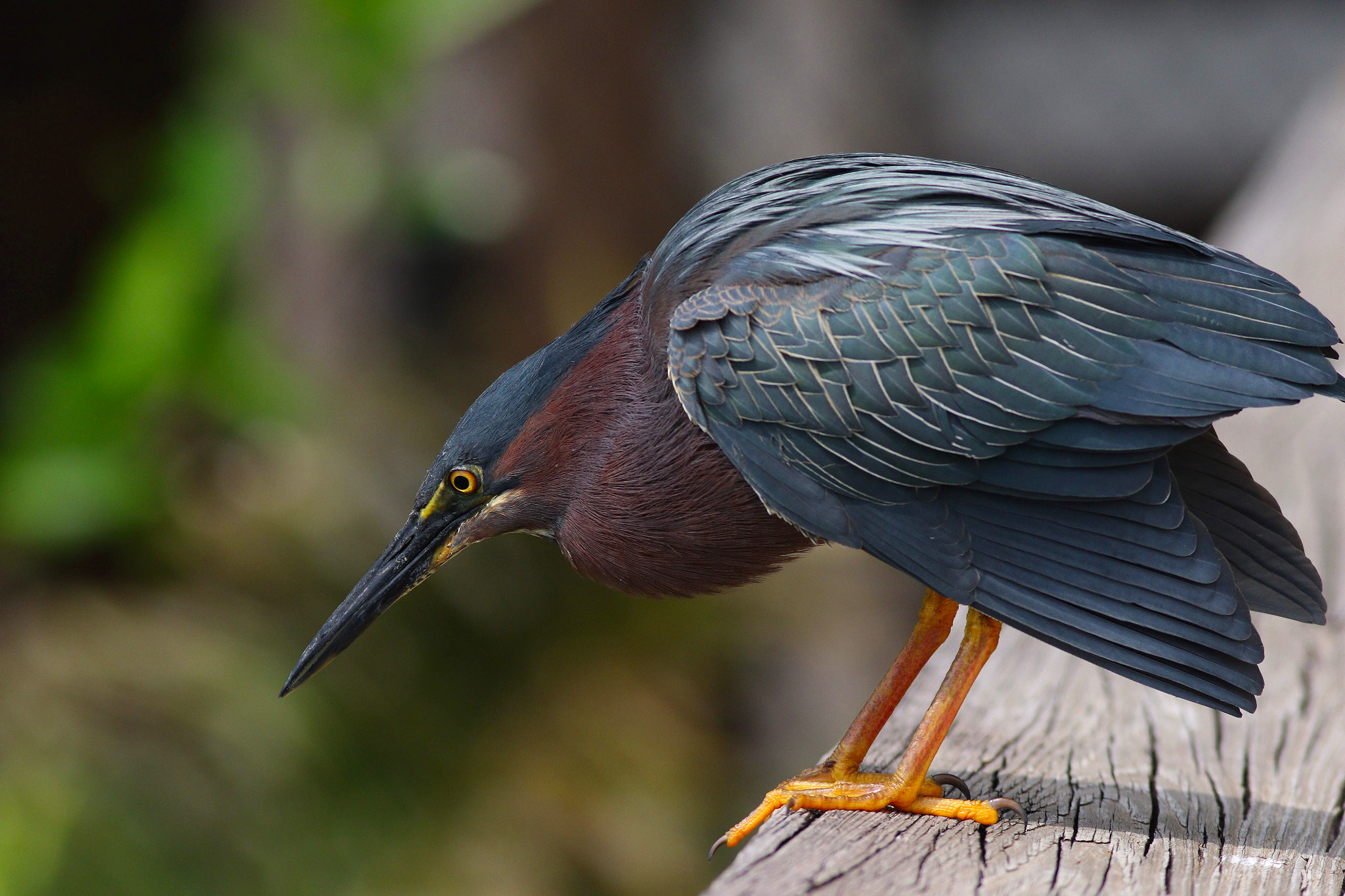 Canon EF 300mm F4L IS USM sample photo. Green heron photography