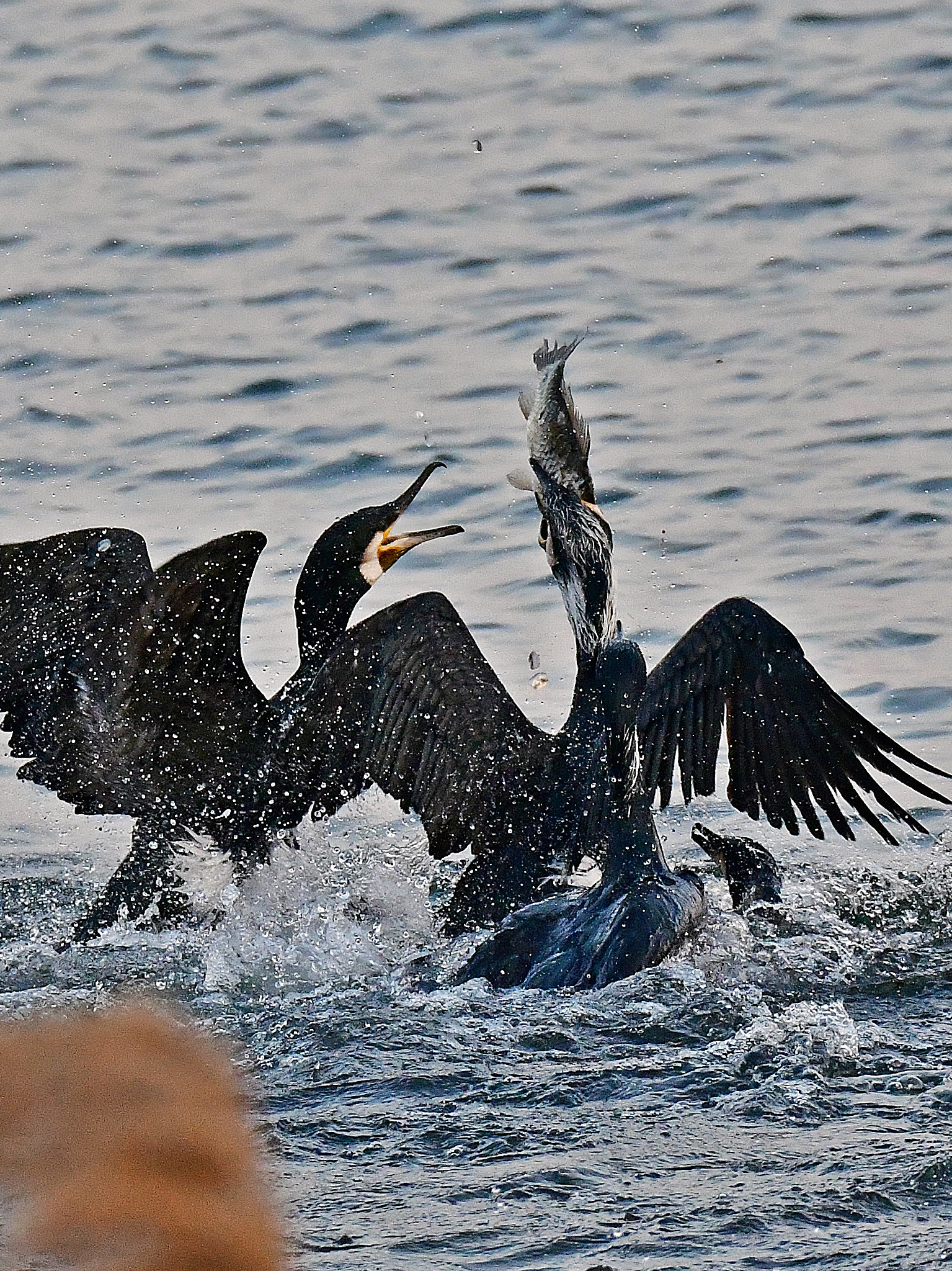 Sigma 150-600mm F5-6.3 DG OS HSM | S sample photo