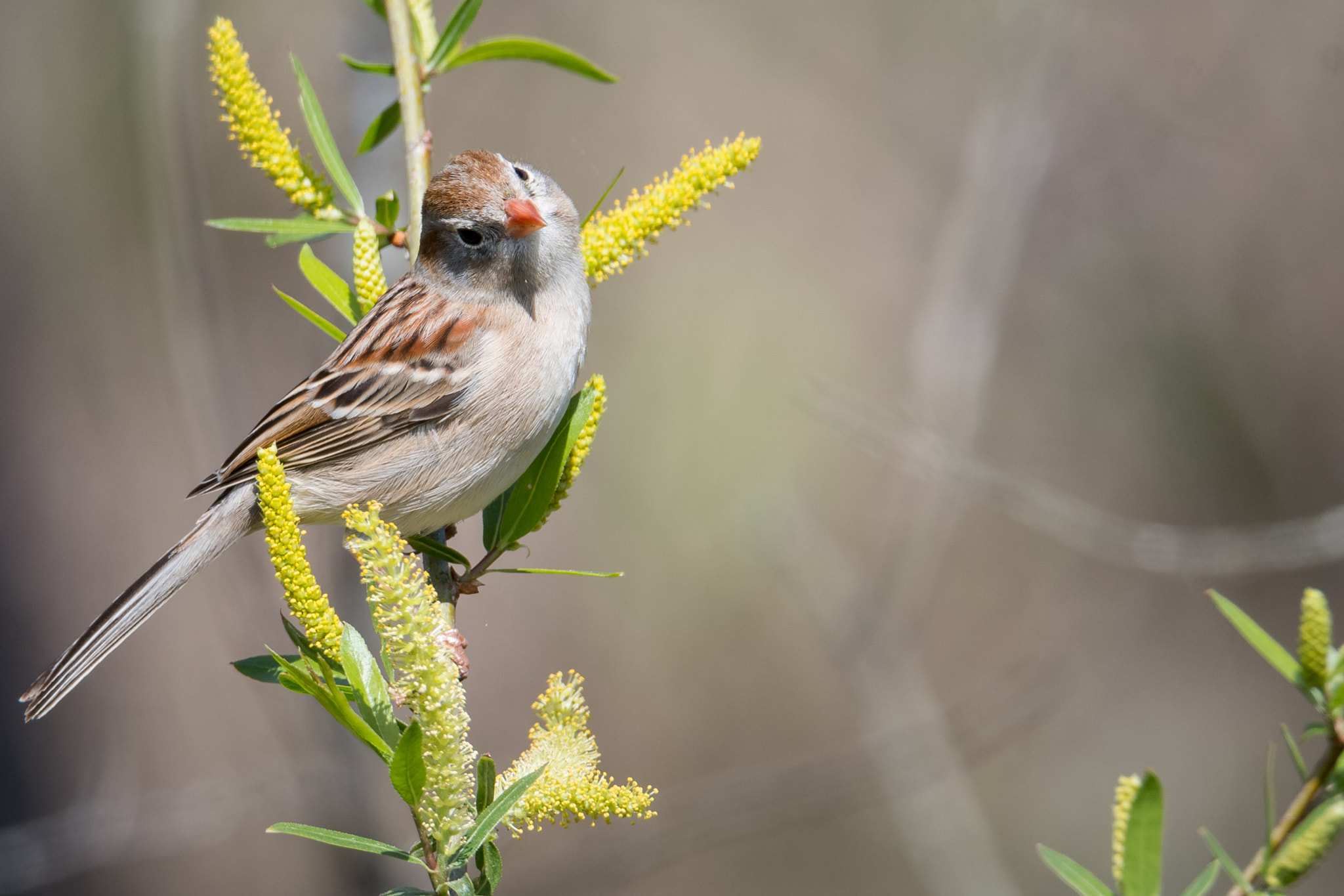 Nikon D500 sample photo. Field sparrow photography