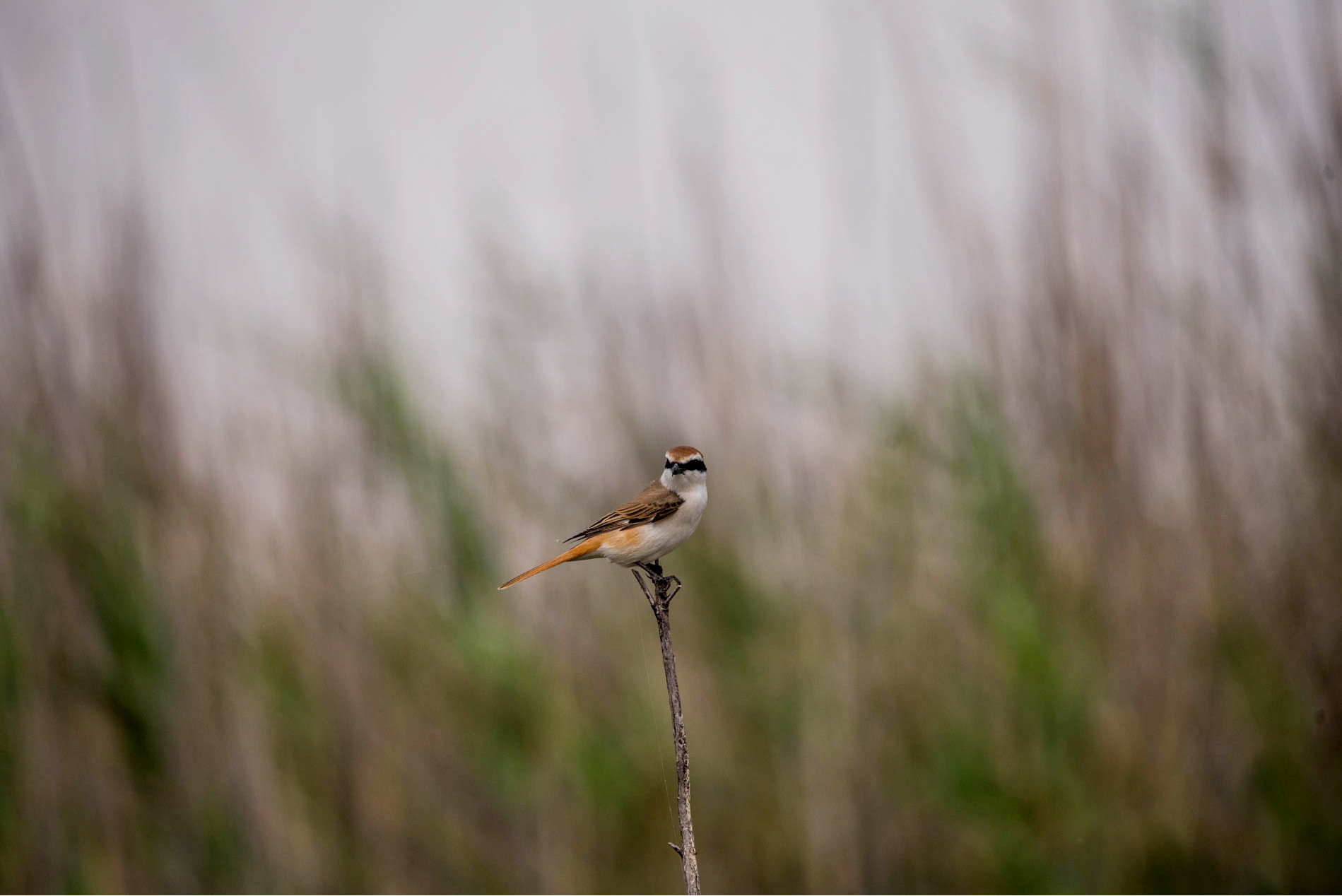 Sigma 150-600mm F5-6.3 DG OS HSM | C sample photo. Bird photography