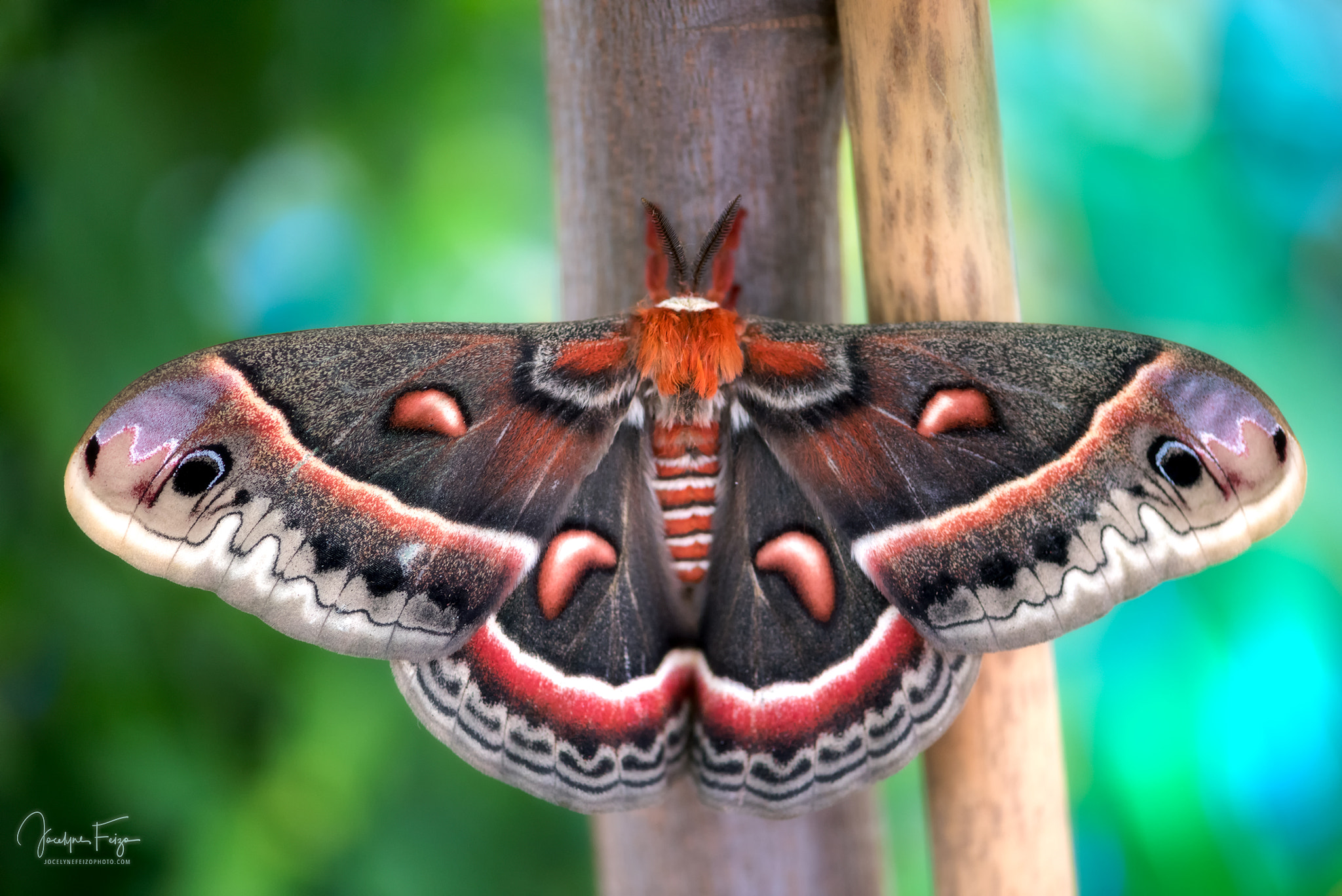 Nikon AF-S Micro-Nikkor 105mm F2.8G IF-ED VR sample photo. Cecropia moth photography
