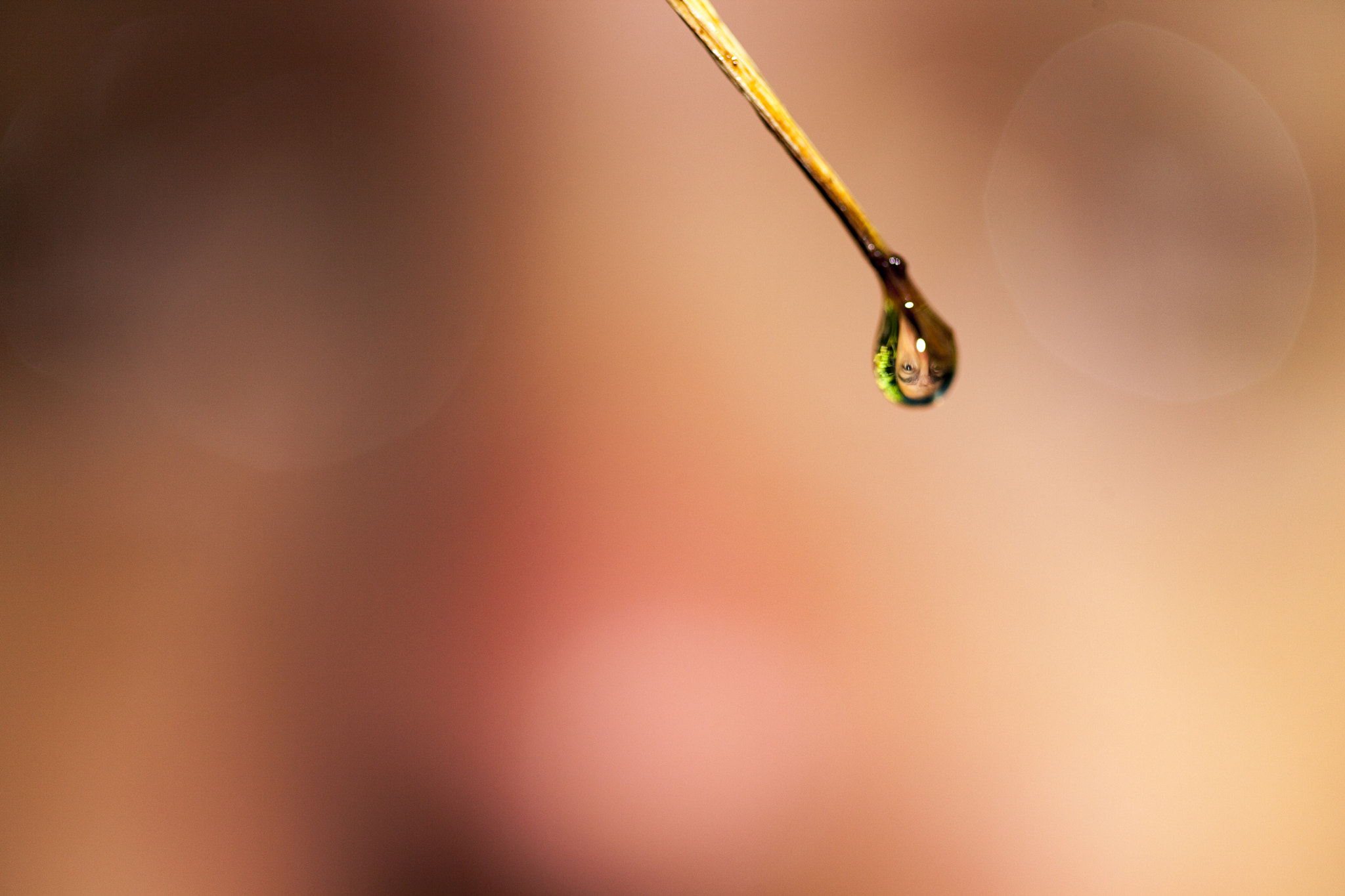 Canon EF 100mm F2.8 Macro USM sample photo. Tiny drop on a twig photography