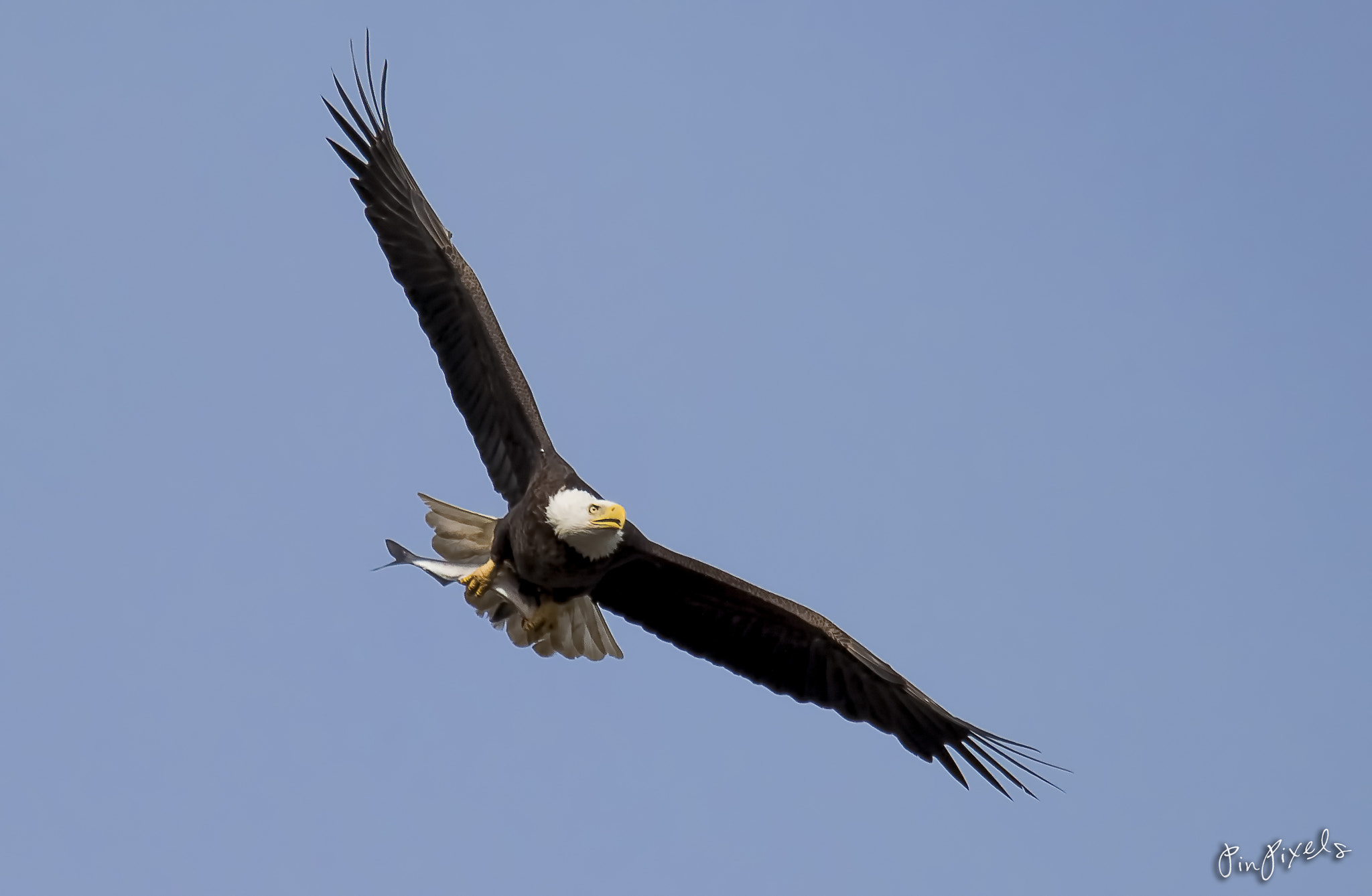 Sigma 150-600mm F5-6.3 DG OS HSM | S sample photo. A bald eagle in action!! photography