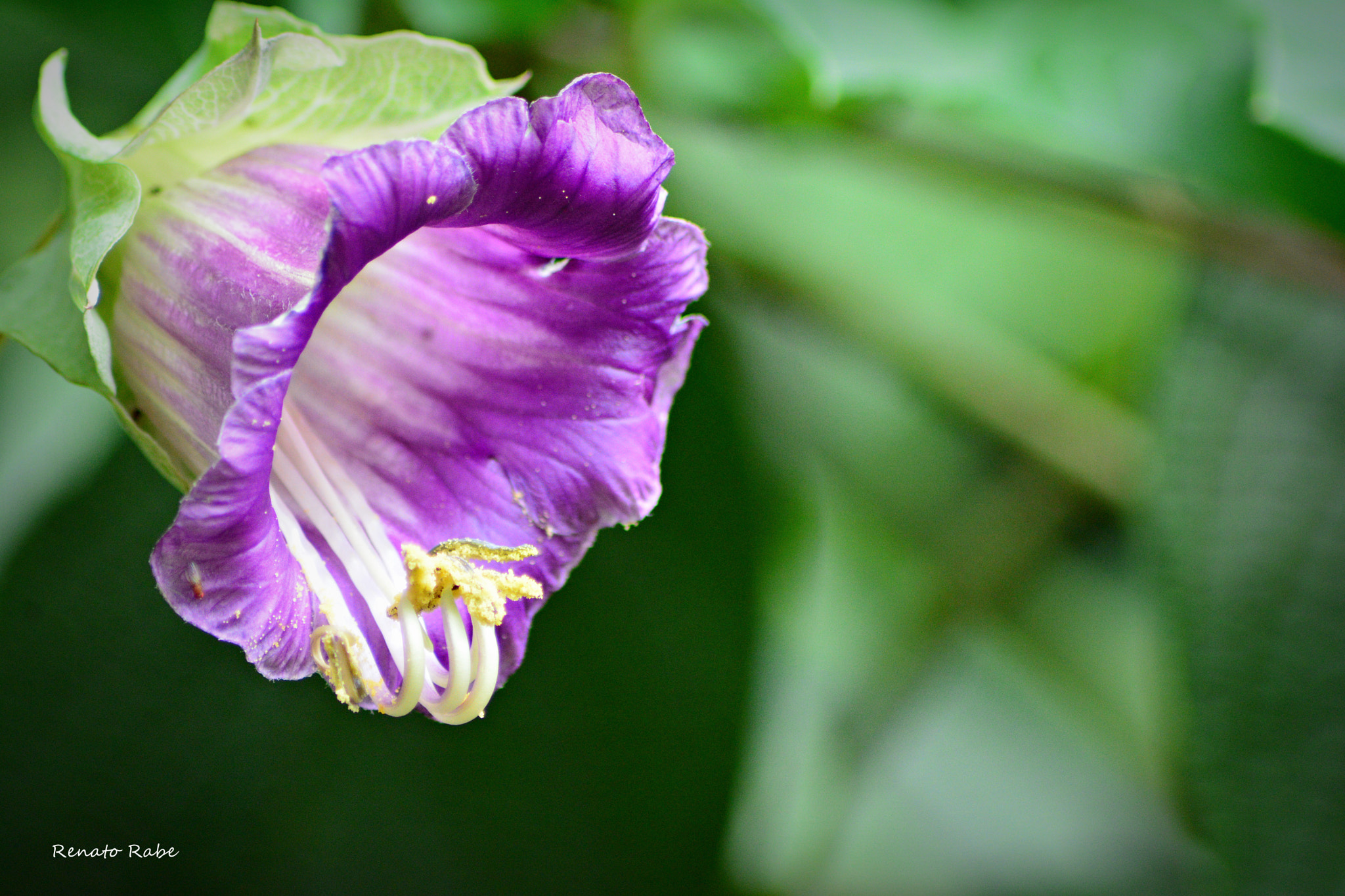 Nikon AF Nikkor 70-300mm F4-5.6G sample photo. Rab photography