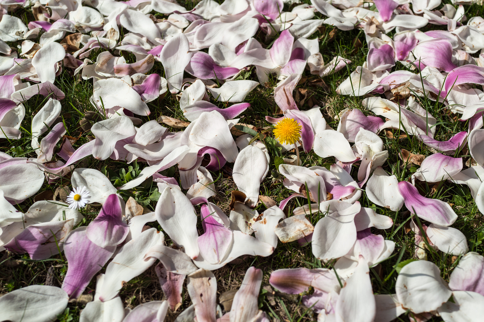 Sony Cyber-shot DSC-RX1 + 35mm F2.0 sample photo. Beinahe unter magnolien begraben photography