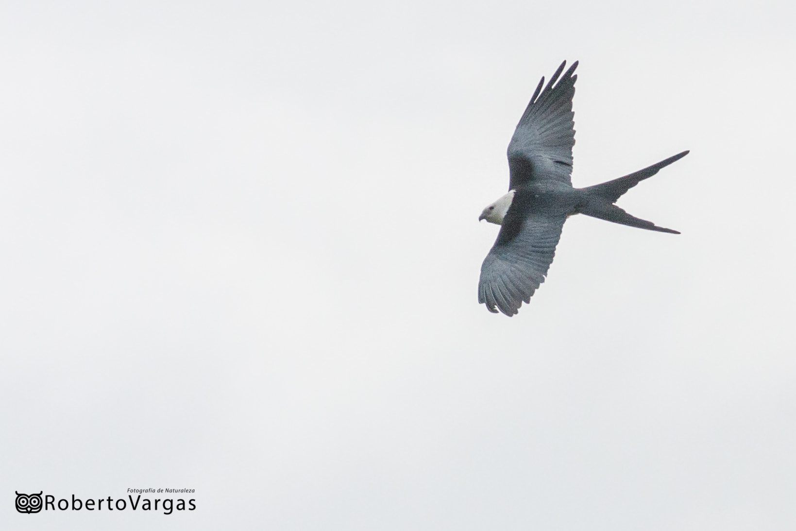 Canon EOS 40D sample photo. Raptor flying in costa rica photography