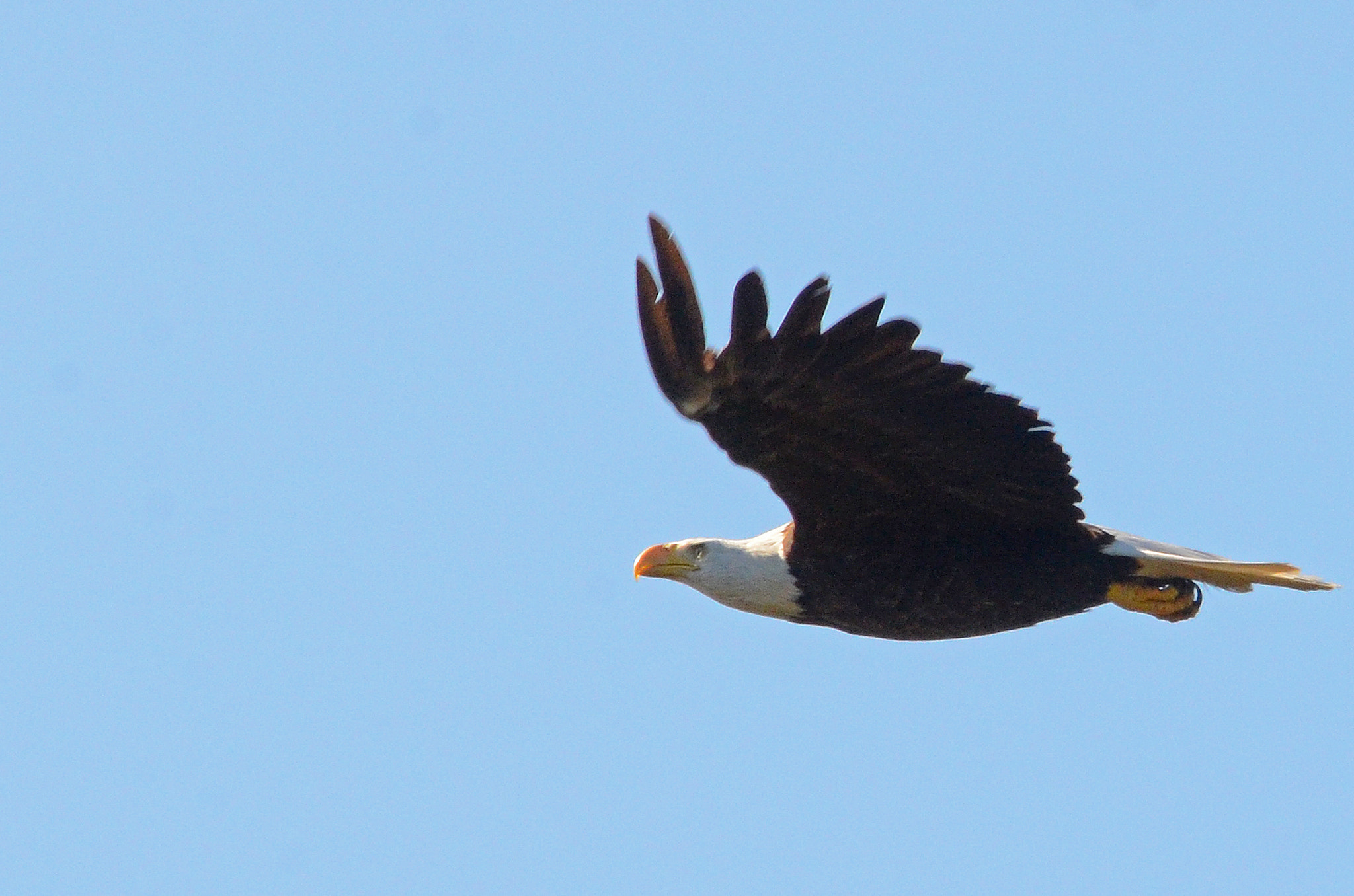Sigma 150-500mm F5-6.3 DG OS HSM sample photo. Eagle 4 photography