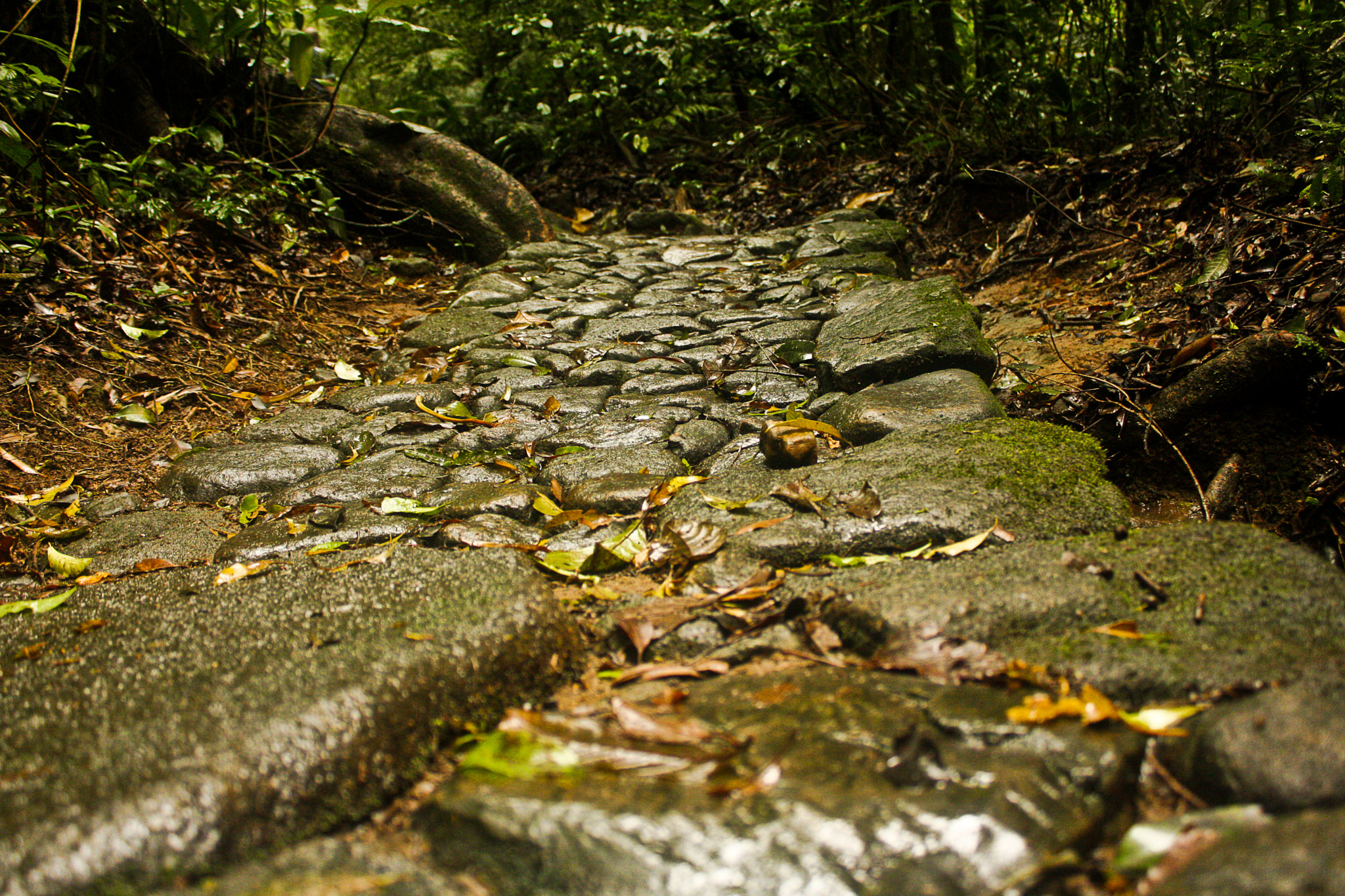 Canon EOS 40D sample photo. Path photography