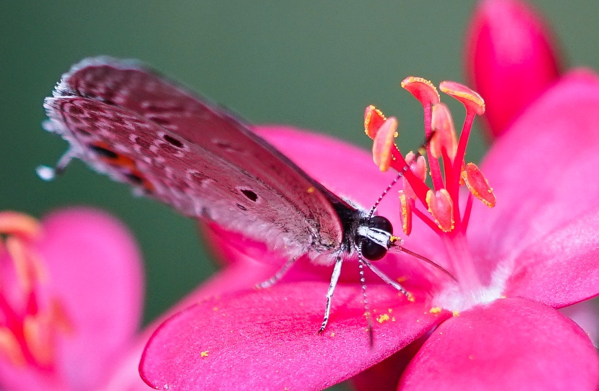Sony a7R II + Sony FE 90mm F2.8 Macro G OSS sample photo. Butterfly photography