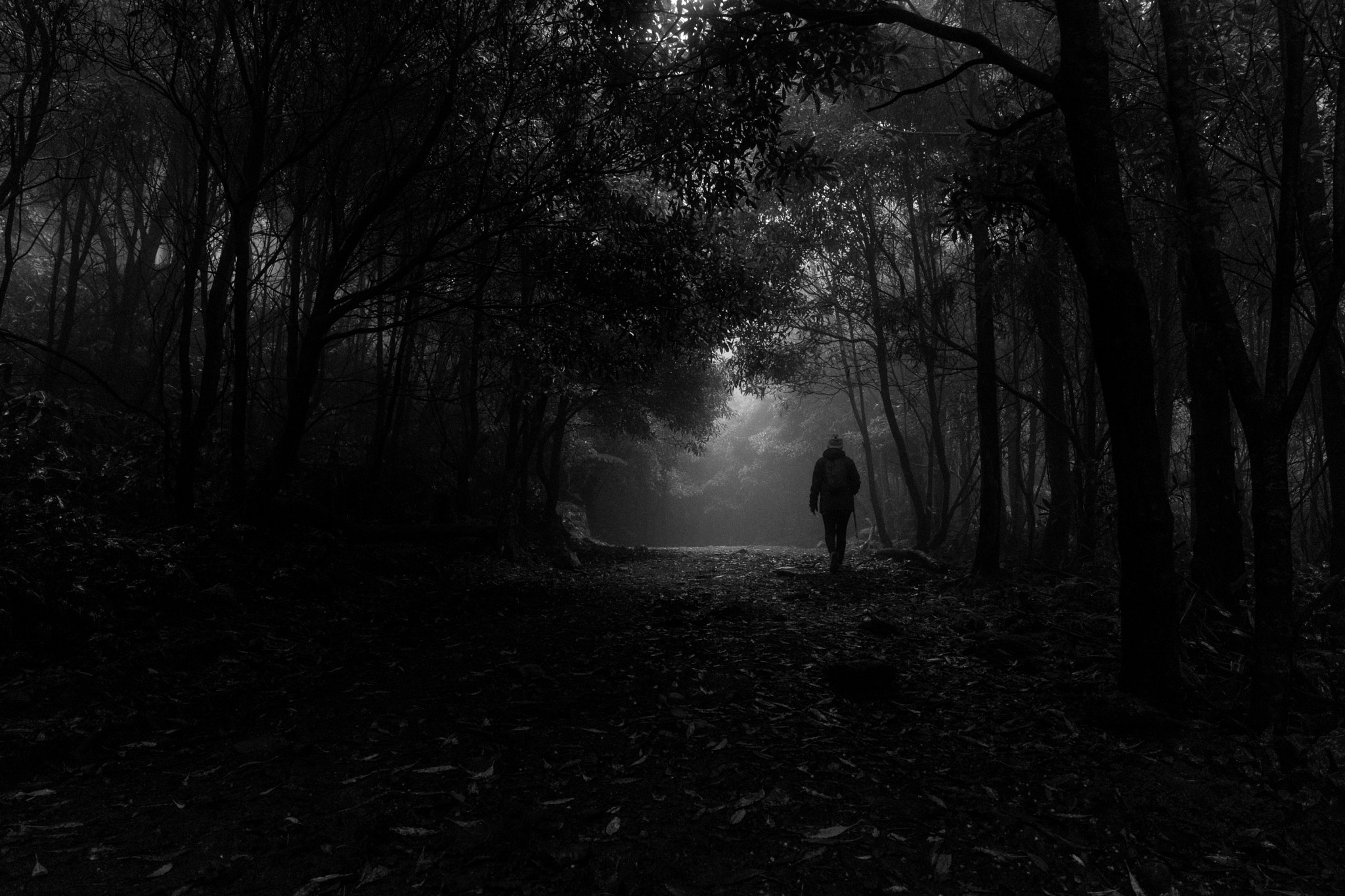 Canon EF 24-70mm F4L IS USM sample photo. Calm woods photography
