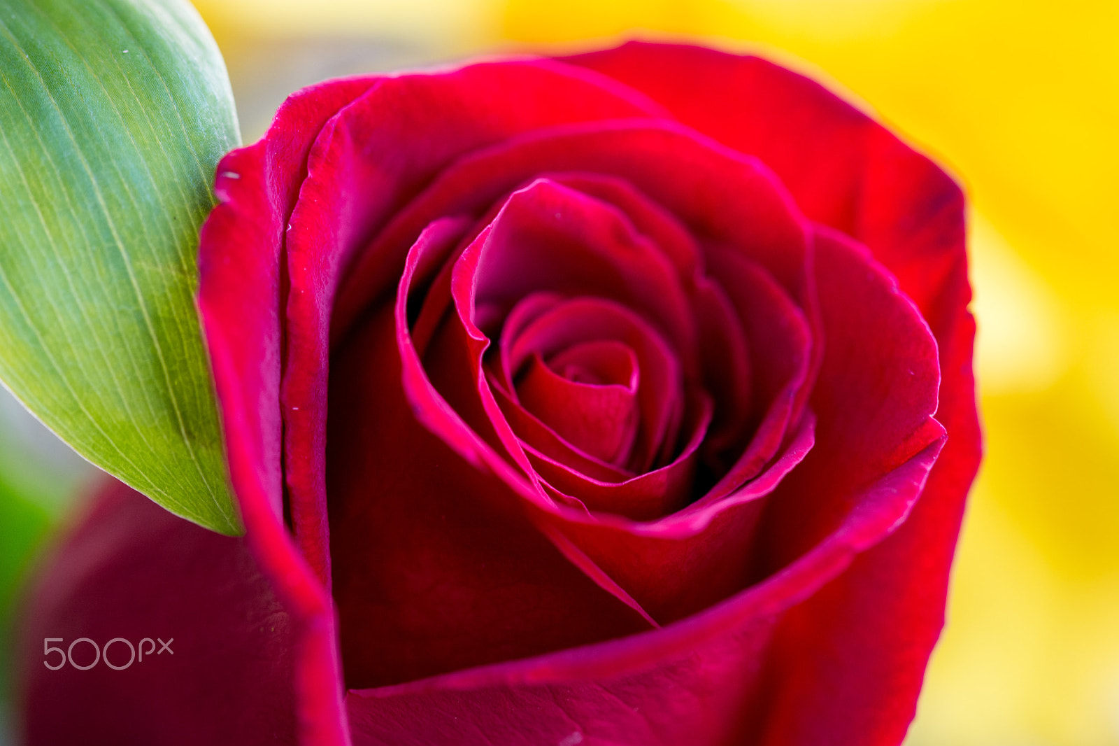 Sigma 105mm F2.8 EX DG OS HSM sample photo. Rose photography