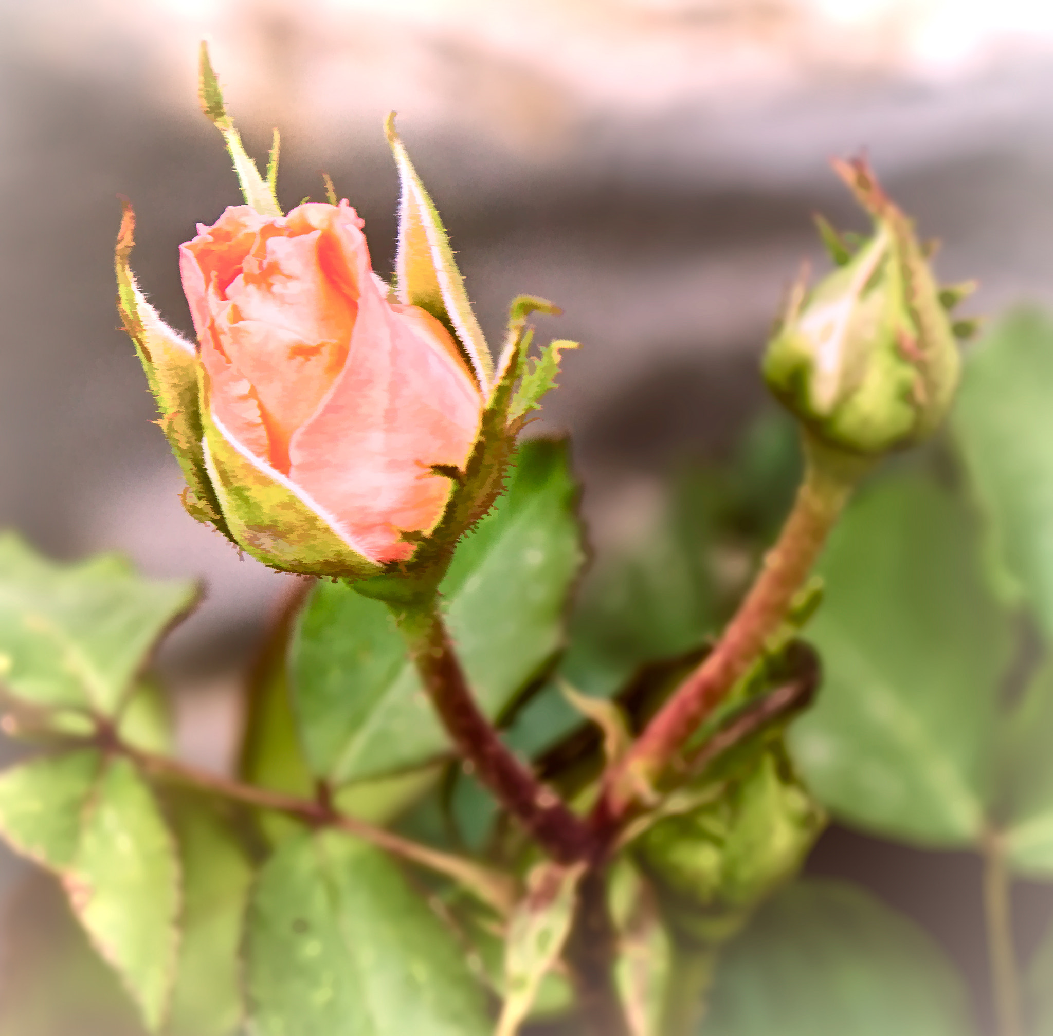 Sony a6000 + Sony E 18-55mm F3.5-5.6 OSS sample photo