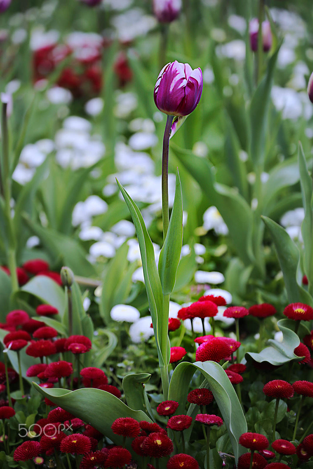 Canon EOS 6D + Canon EF 70-300mm F4-5.6L IS USM sample photo. Tulip photography