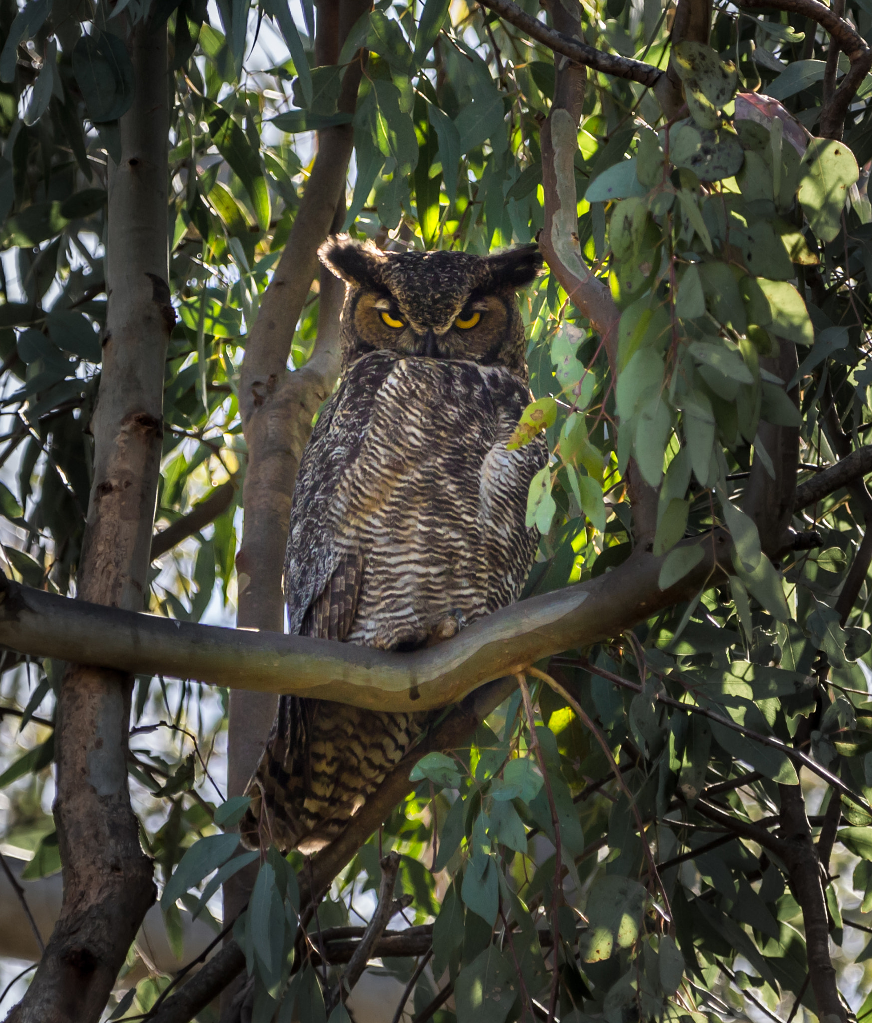 Canon EF 70-200mm F2.8L IS II USM sample photo. Great horned owl photography