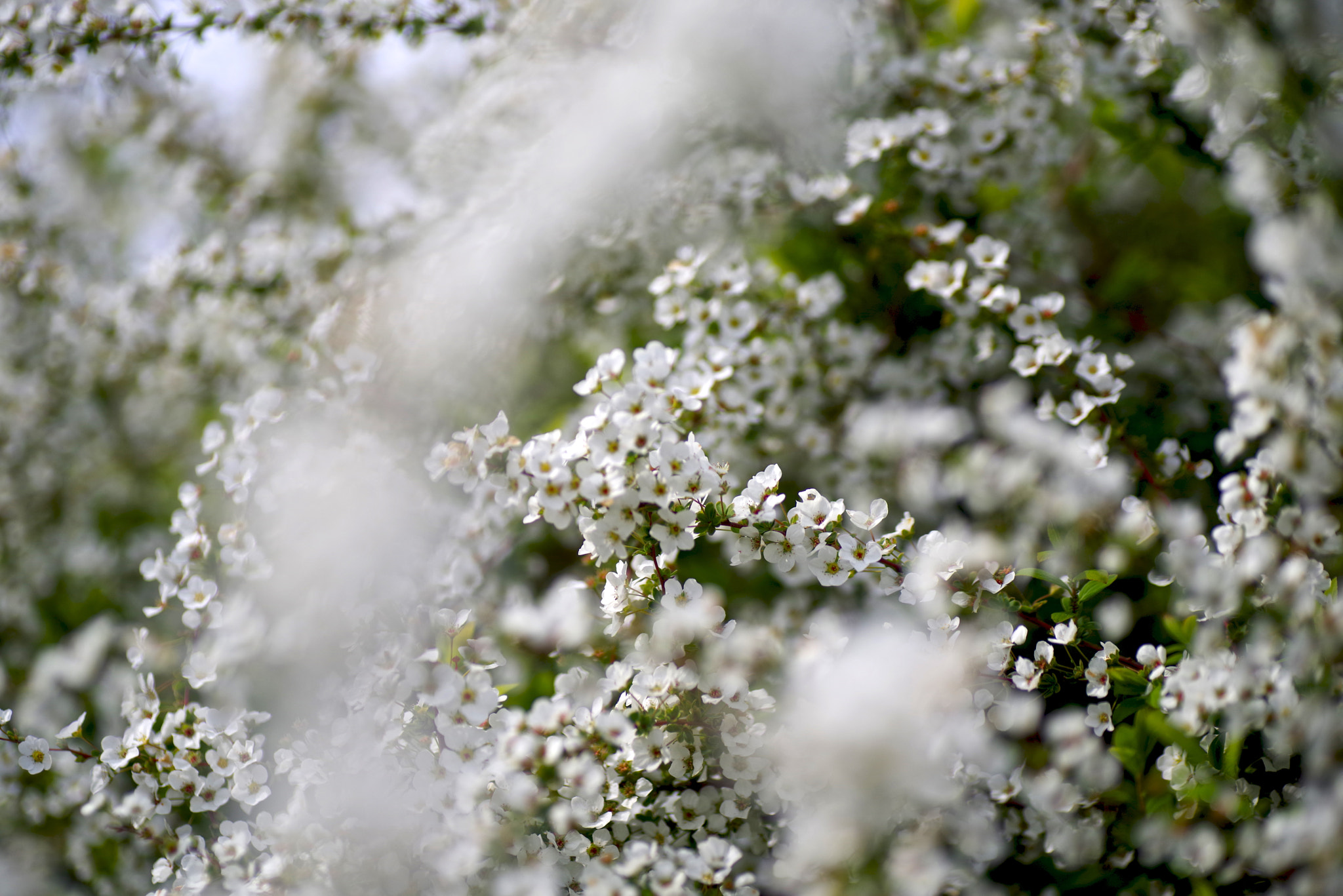Tamron SP AF 90mm F2.8 Di Macro sample photo. Spiraea photography