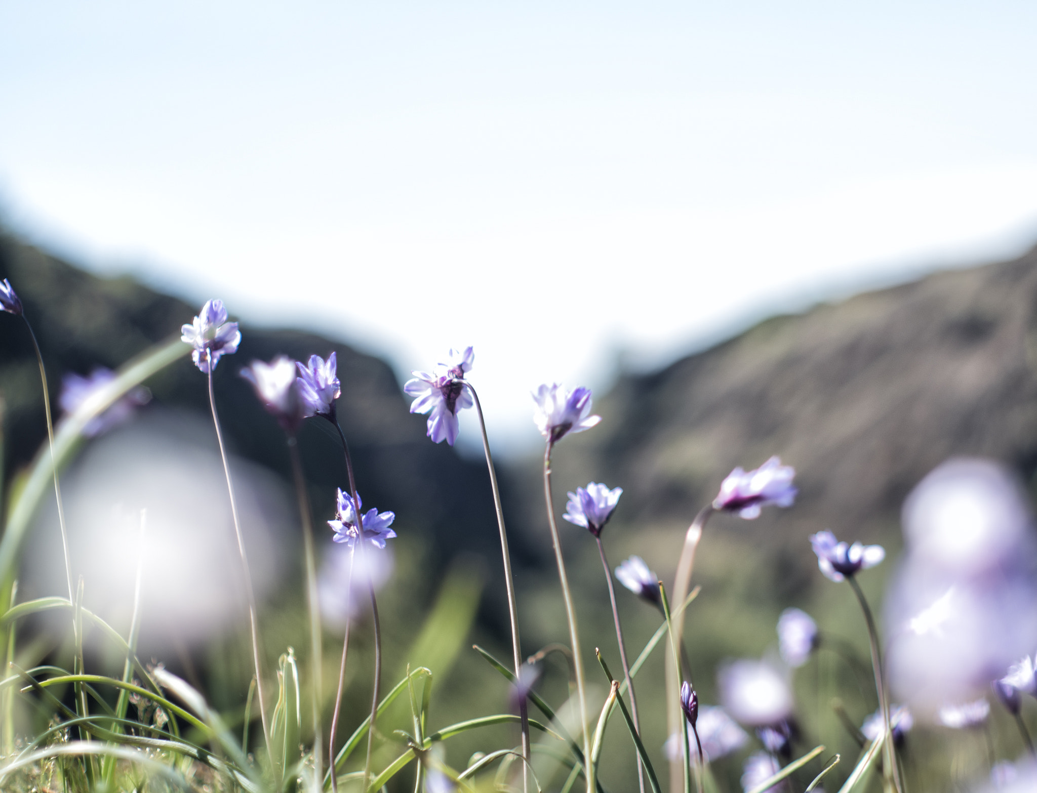 A Series Lens sample photo. Flowers photography