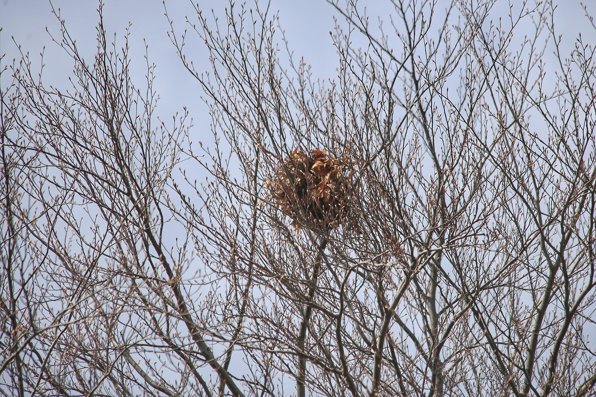 Canon EF 70-300mm F4-5.6 IS USM sample photo