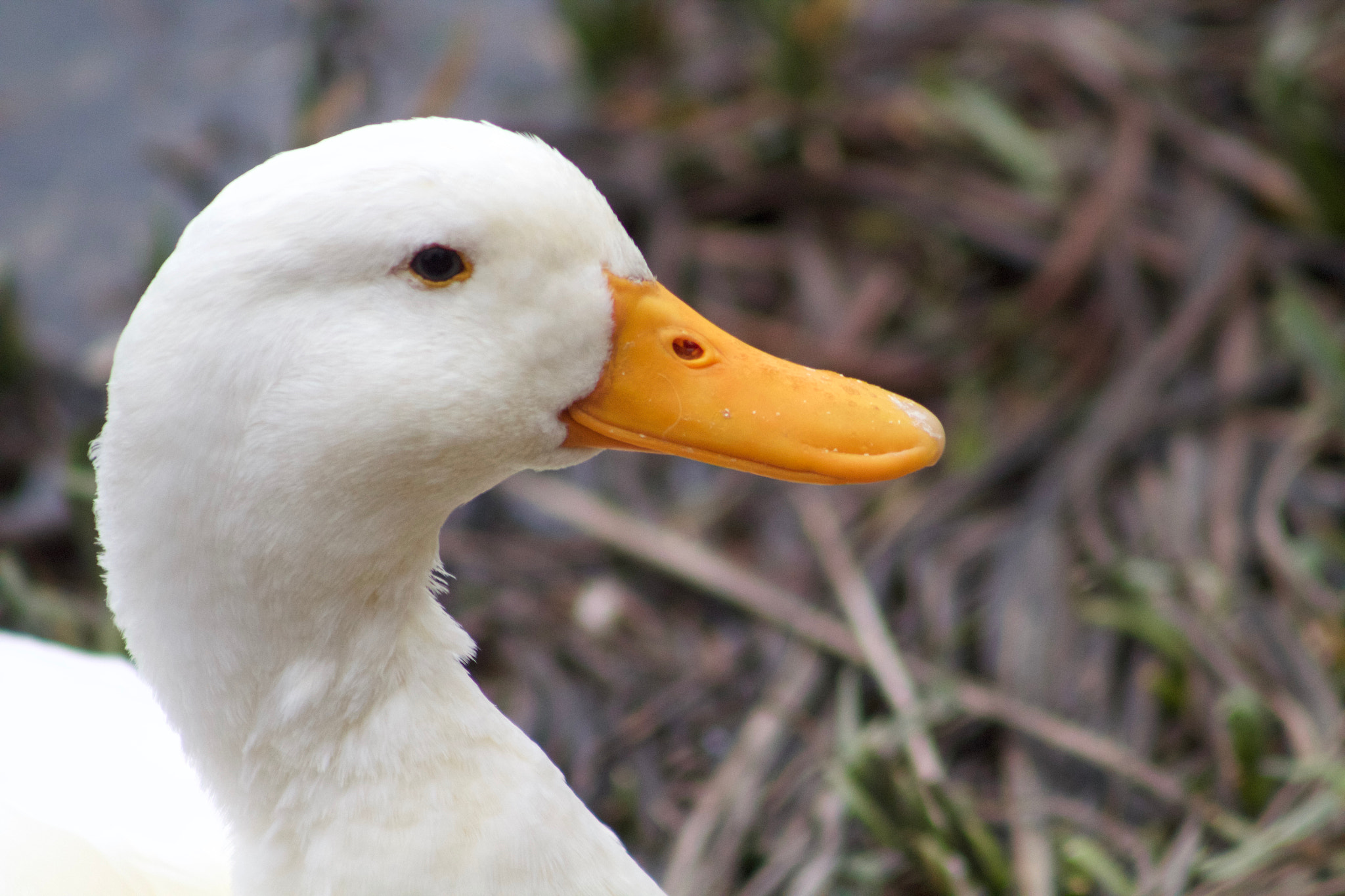 Canon EF 75-300mm f/4-5.6 USM sample photo. Spring duck photography