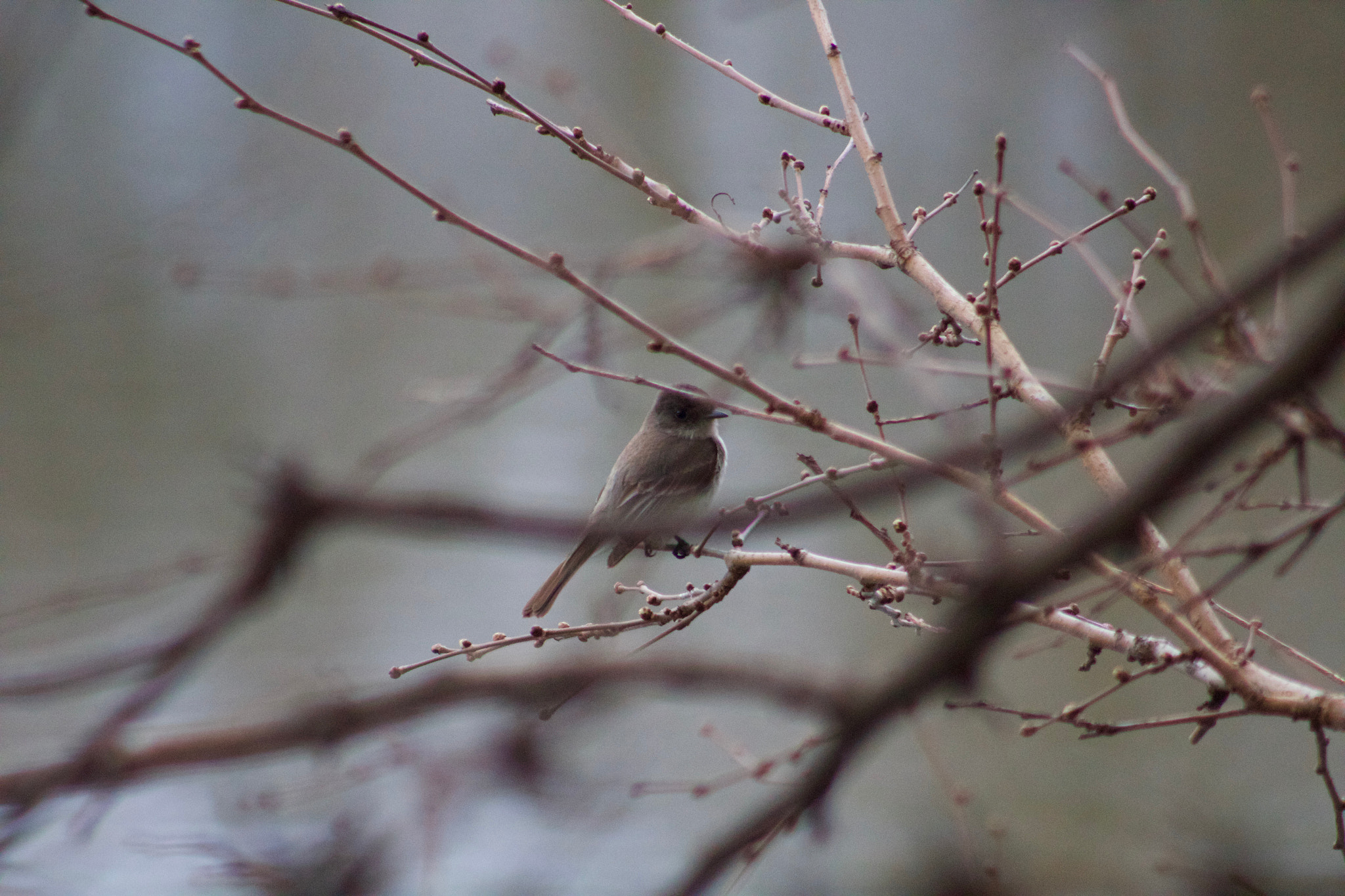 Canon EF 75-300mm f/4-5.6 USM sample photo. Spring sparrow photography