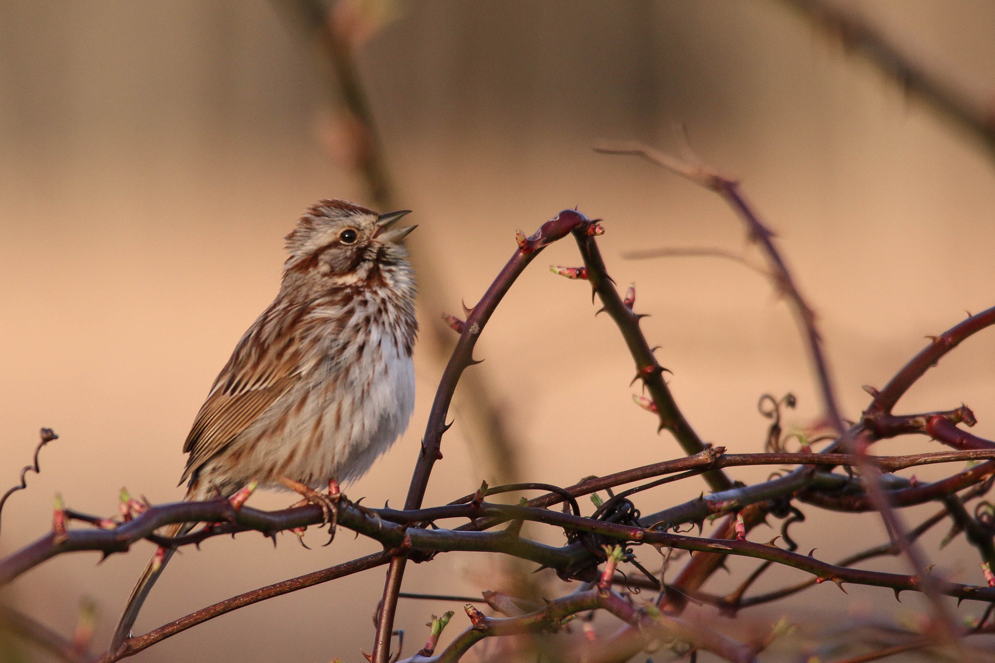 Sigma 150-500mm F5-6.3 DG OS HSM sample photo. Singing in spring photography