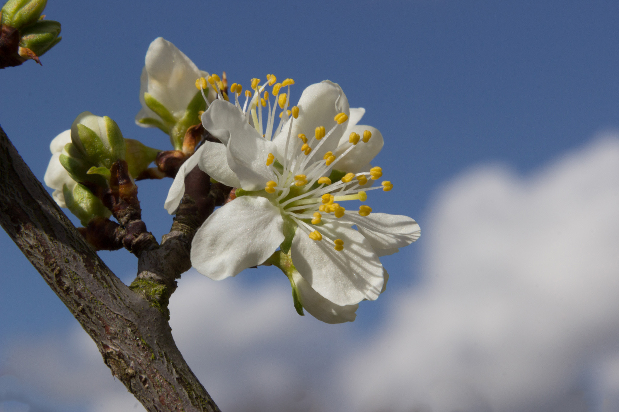Canon EOS 600D (Rebel EOS T3i / EOS Kiss X5) + Canon EF 24-105mm F4L IS USM sample photo. Spring blossom photography