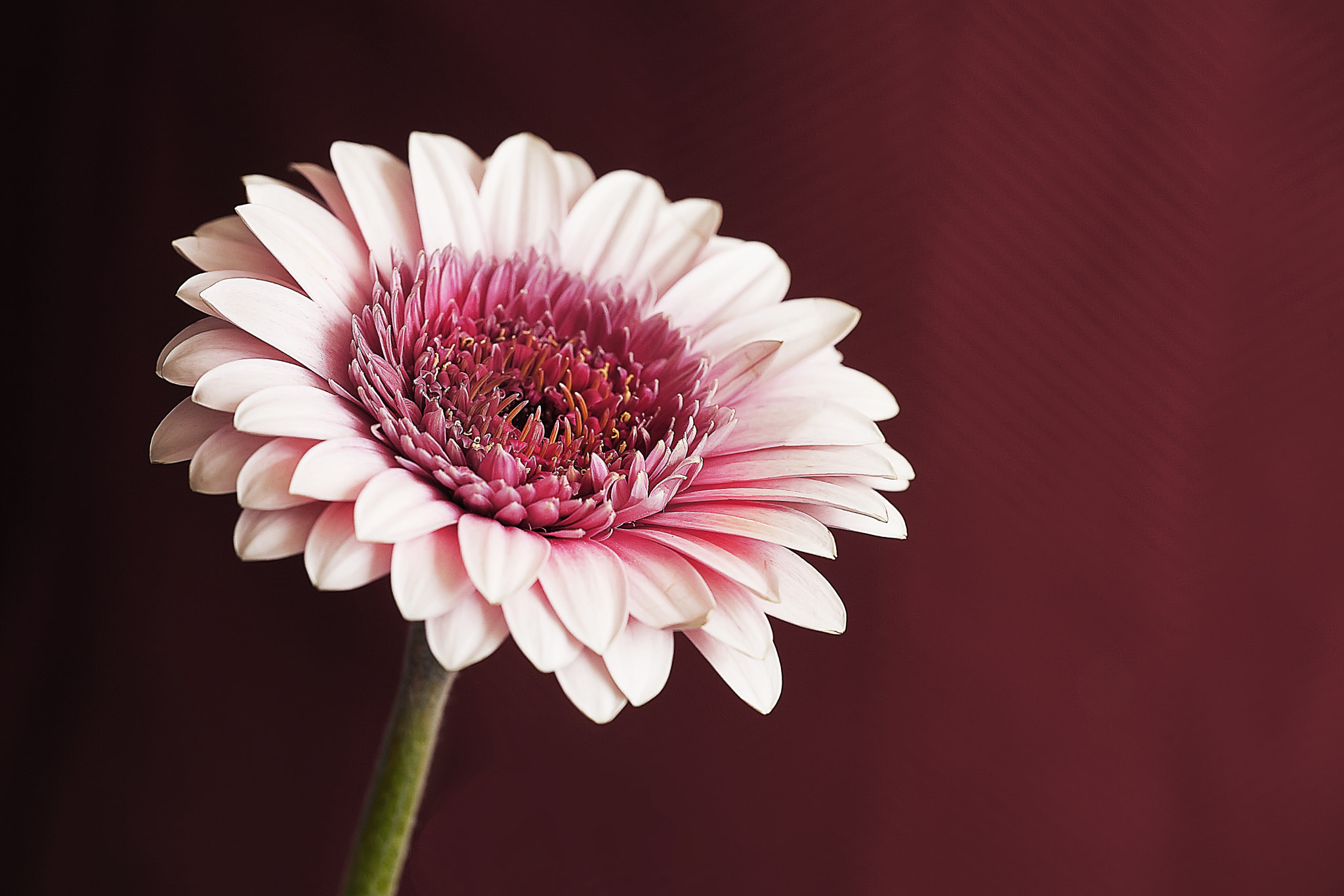 Sigma APO Macro 150mm f/2.8 EX DG HSM sample photo. Symphonie en rouge photography