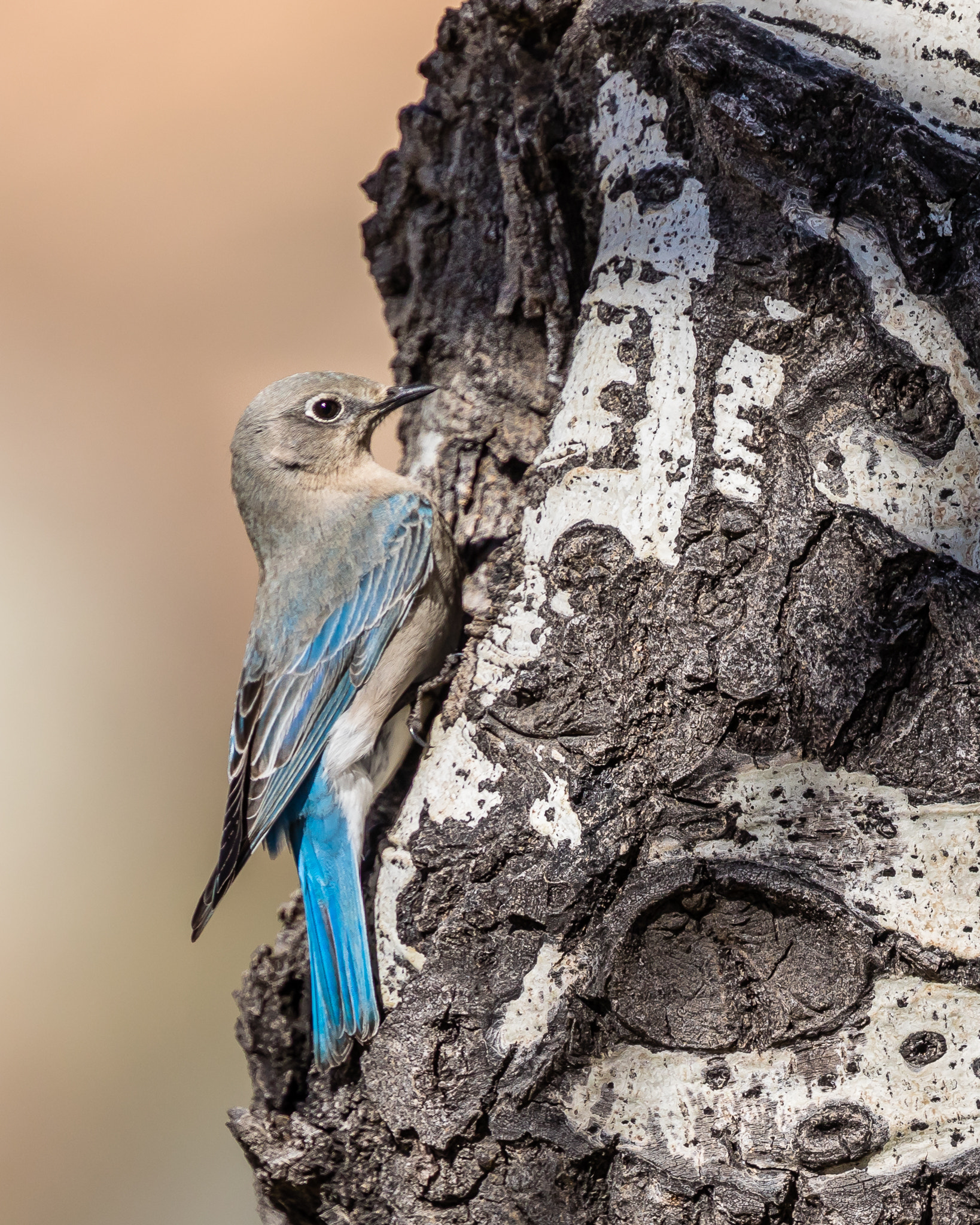 Canon EOS 5D Mark IV + Canon EF 400mm F4 DO IS II USM sample photo. Mountain bluebird, female photography