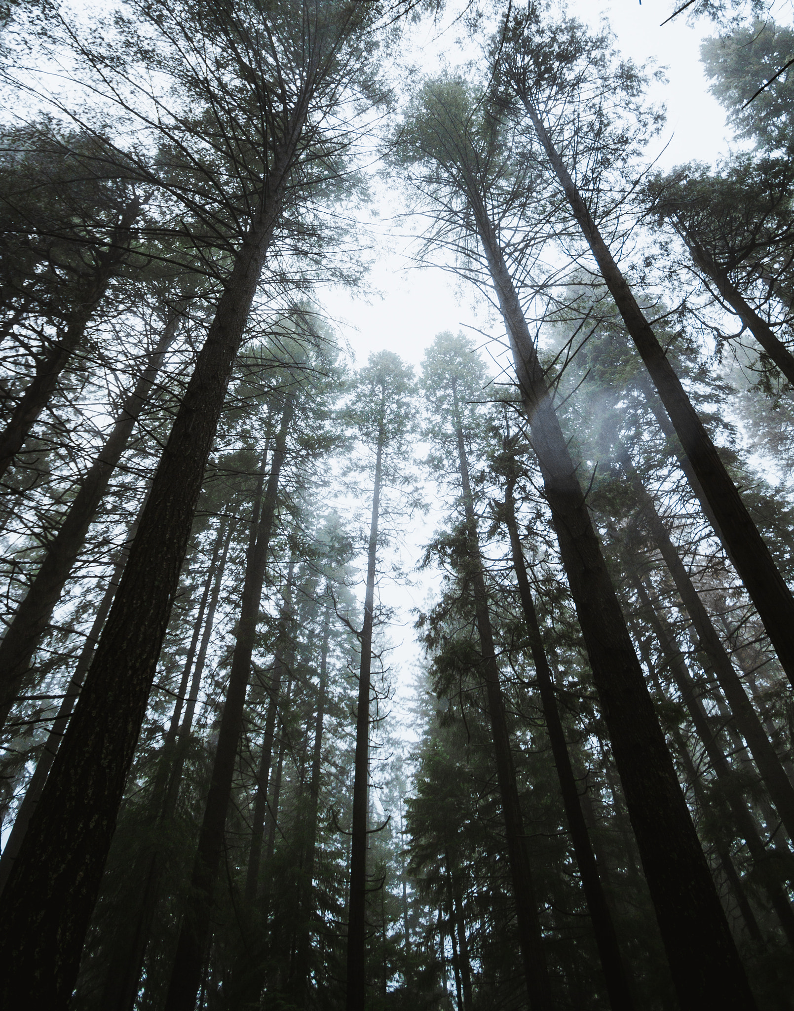 Canon EOS 7D sample photo. Rainy redwoods photography