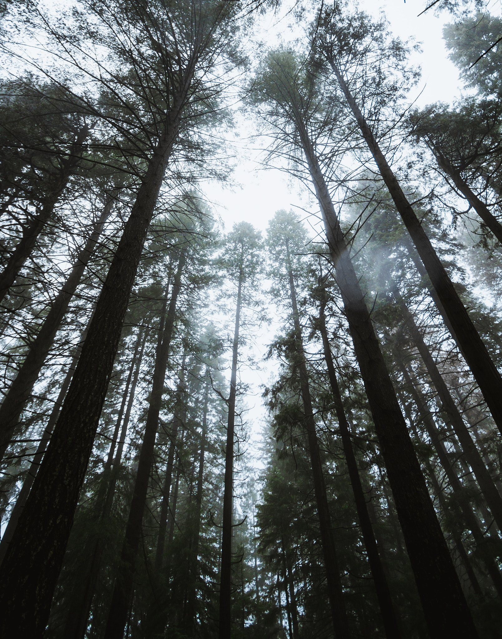 Canon EF-S 10-22mm F3.5-4.5 USM sample photo. Rainy redwoods photography