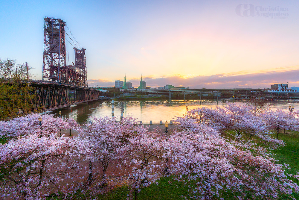 Nikon D600 + Nikon AF-S Nikkor 16-35mm F4G ED VR sample photo. Cherry blossoms photography