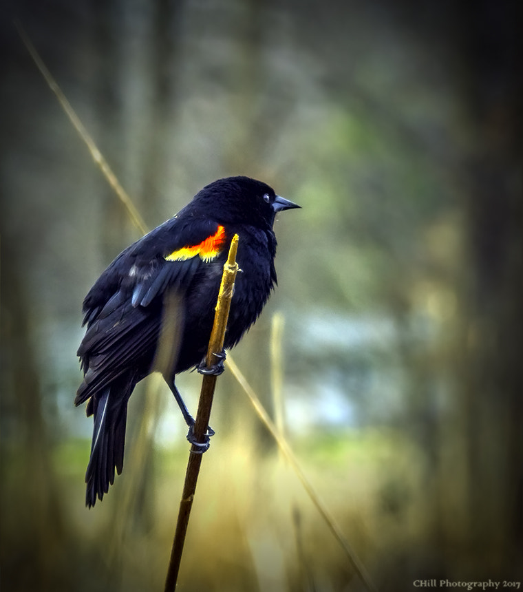 Sigma 18-250mm F3.5-6.3 DC OS HSM sample photo. Bird photography