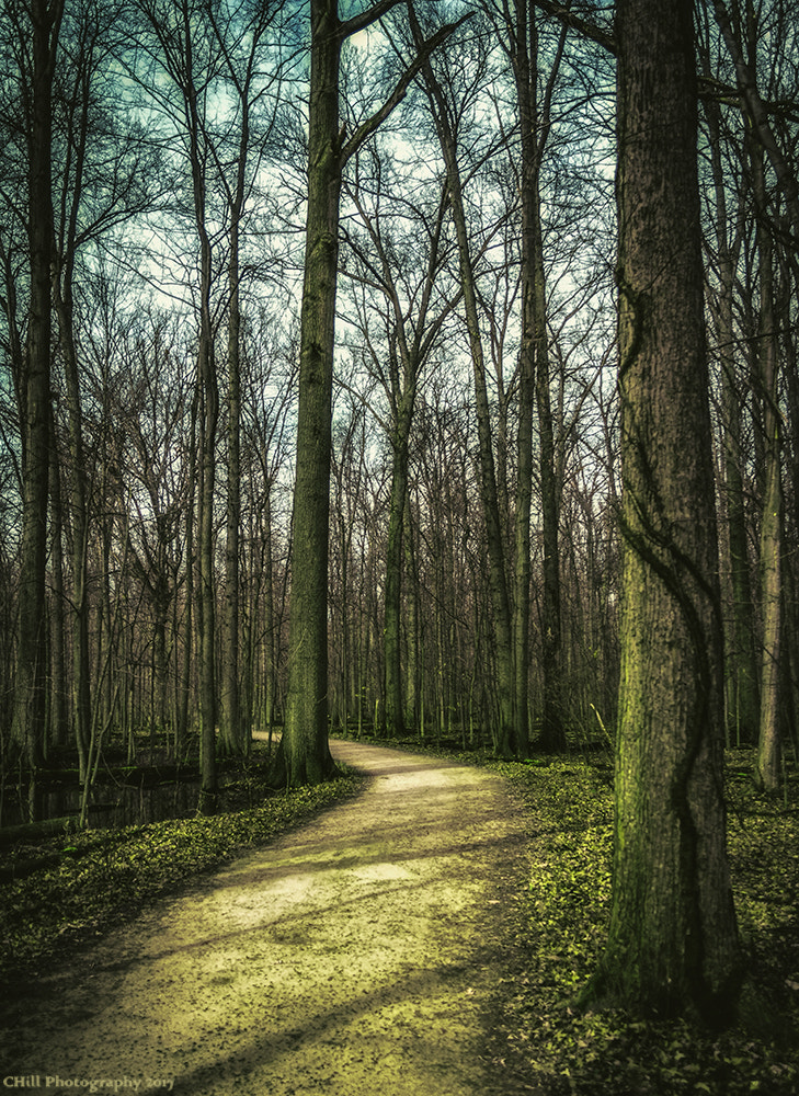Sigma 18-250mm F3.5-6.3 DC OS HSM sample photo. Sandy ridge pathway photography