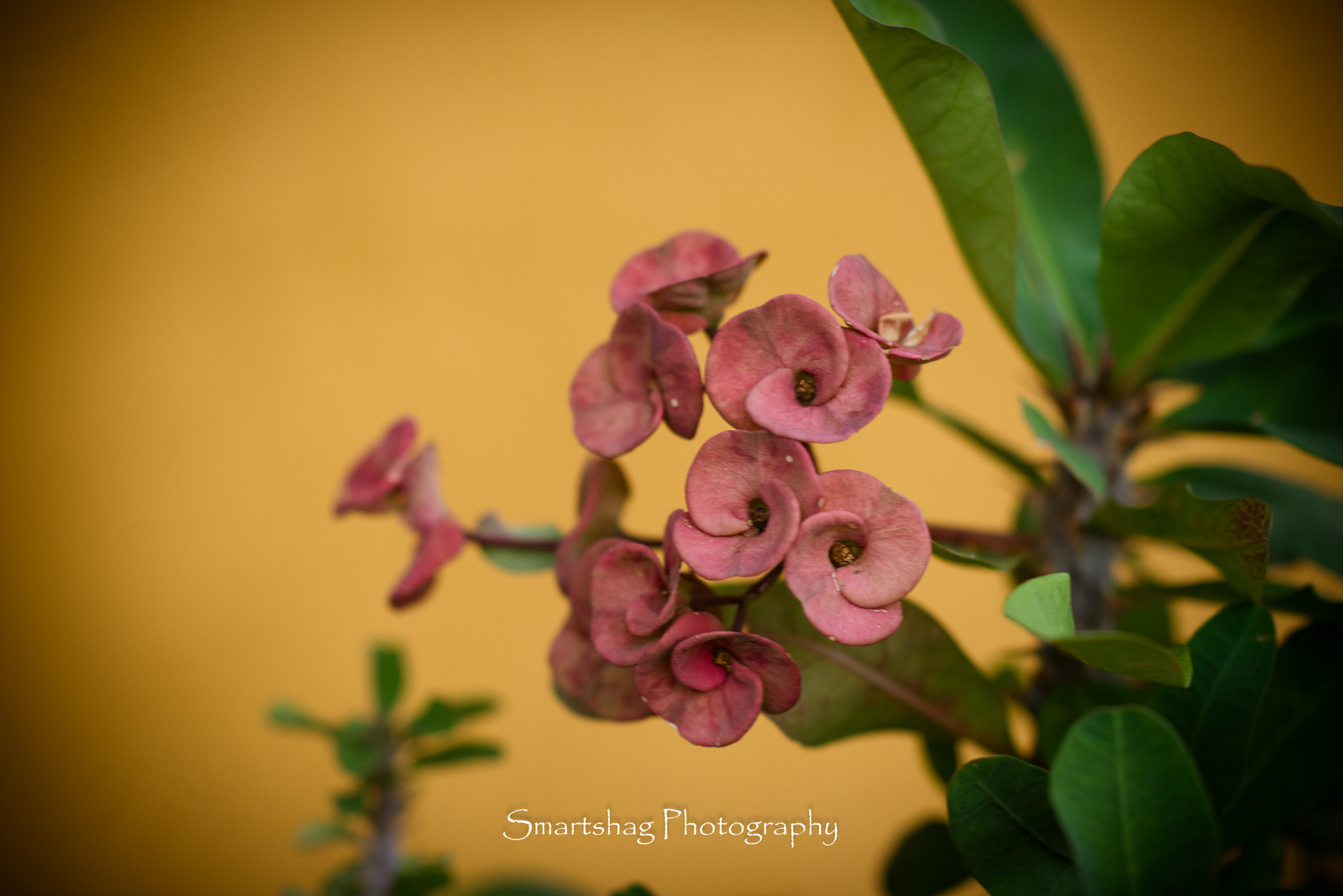 Nikon D610 sample photo. Flower power photography