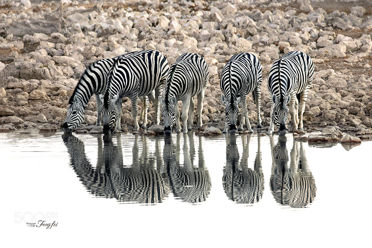 Canon EOS-1D X sample photo. Zebra in the etosha national park photography