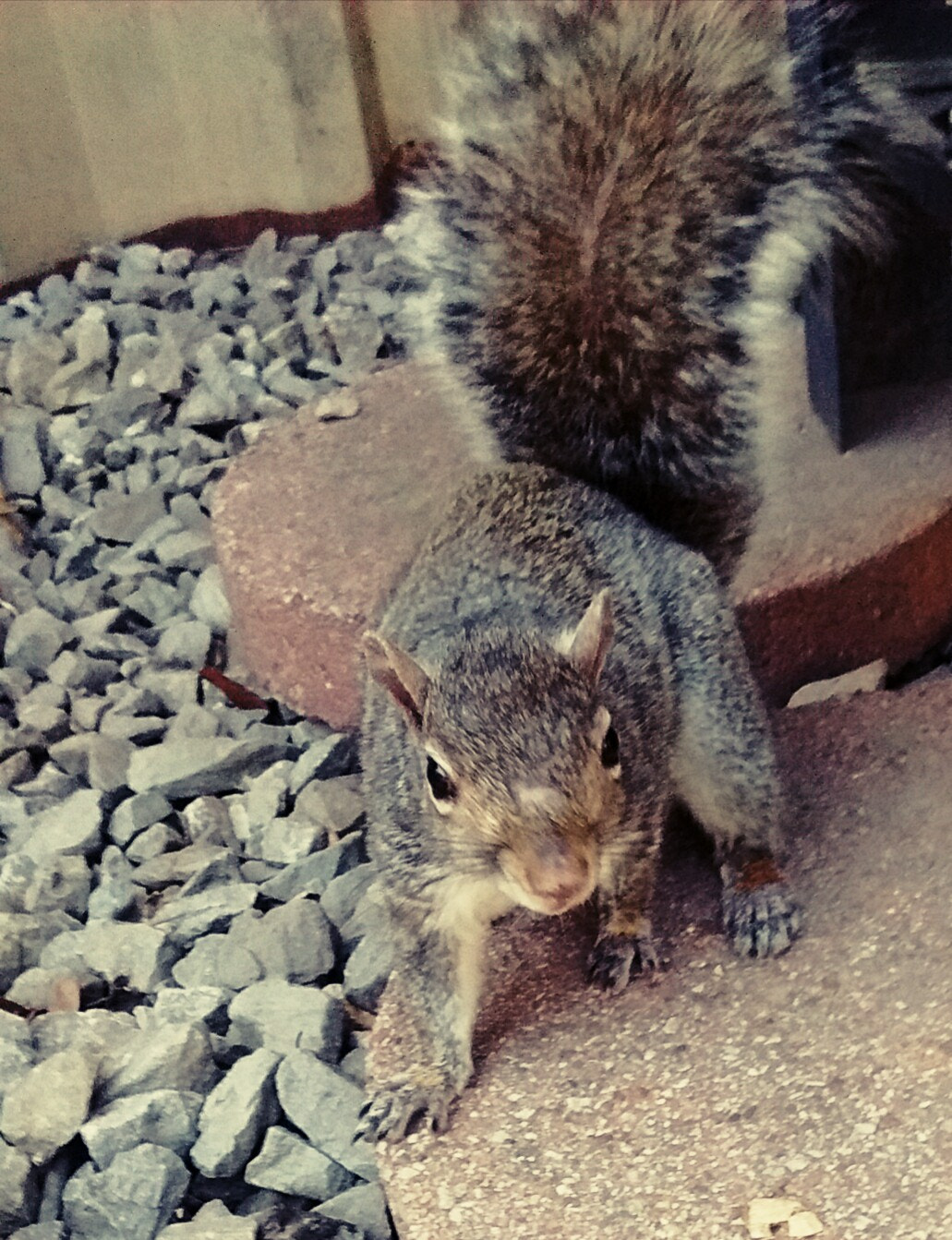 Motorola Moto E with 4G LTE (2nd Gen) sample photo. Squirrel  photography