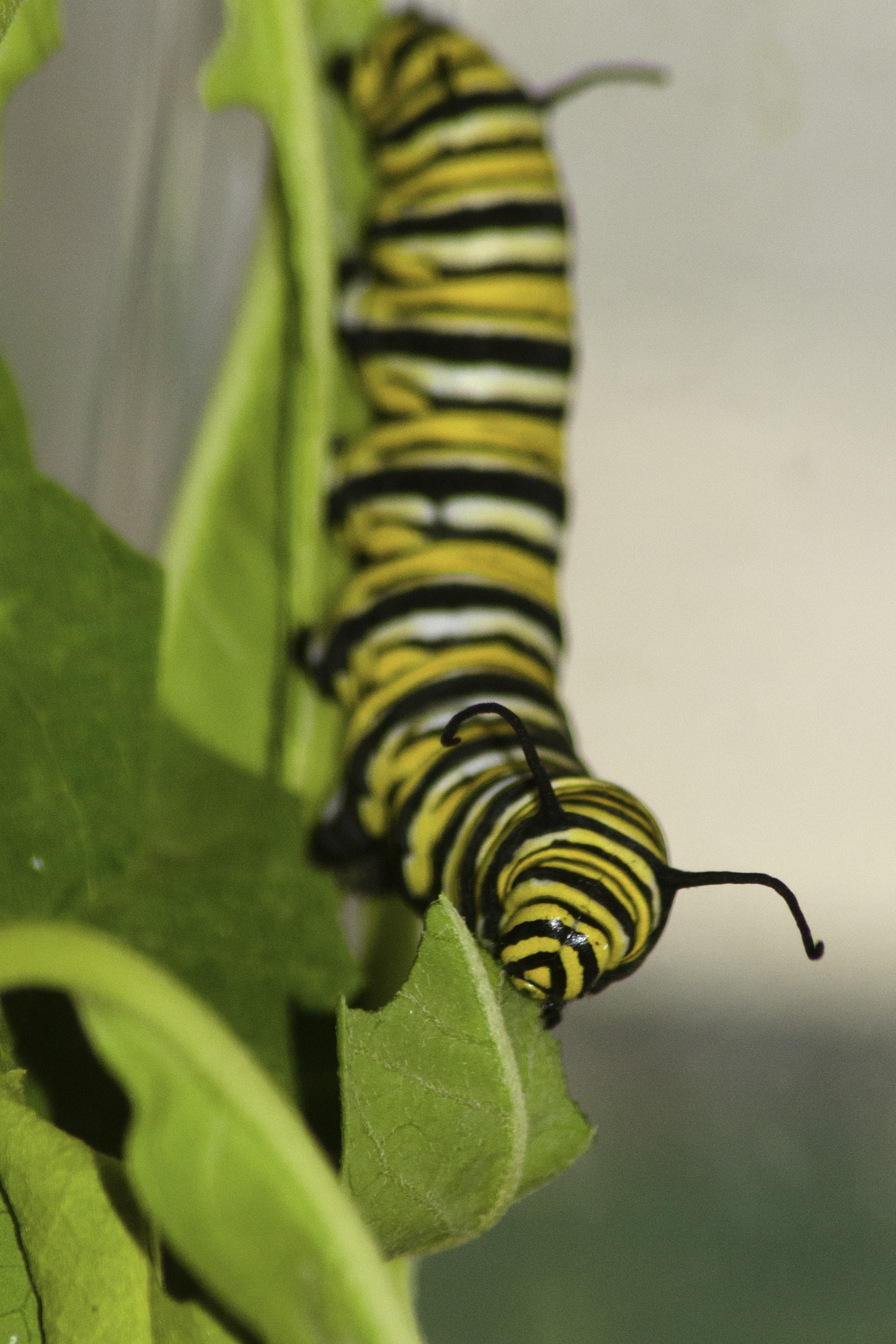 Nikon D5100 + Sigma 70-300mm F4-5.6 APO DG Macro sample photo. Oruga de la mariposa monarca comiendo photography