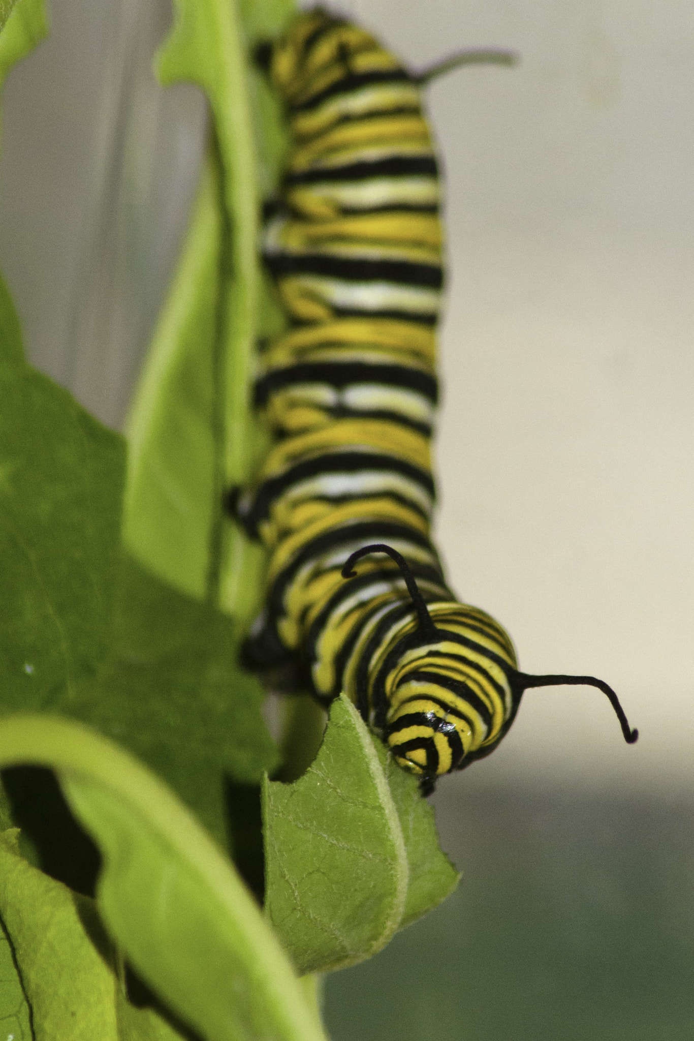 Sigma 70-300mm F4-5.6 APO DG Macro sample photo. Oruga de la mariposa monarca comiendo photography