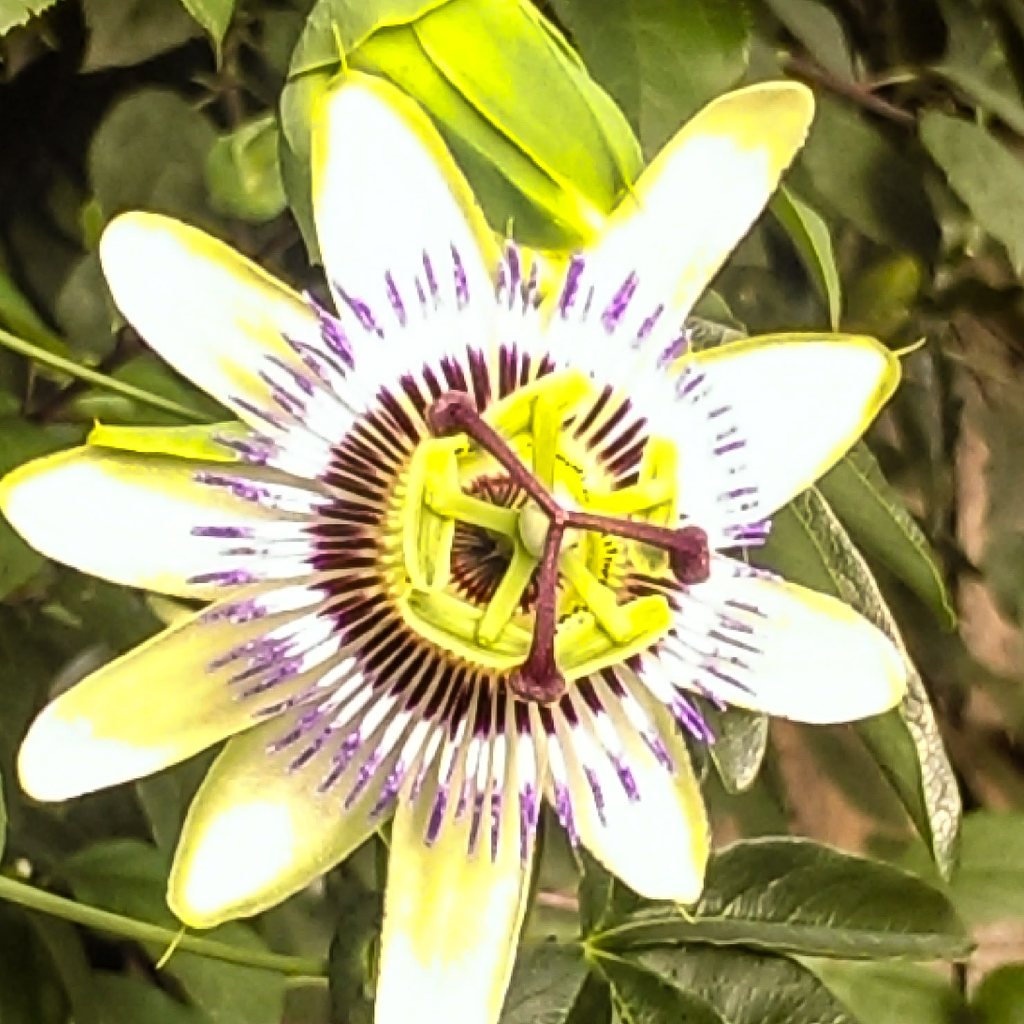 HTC ONE sample photo. Flower photography