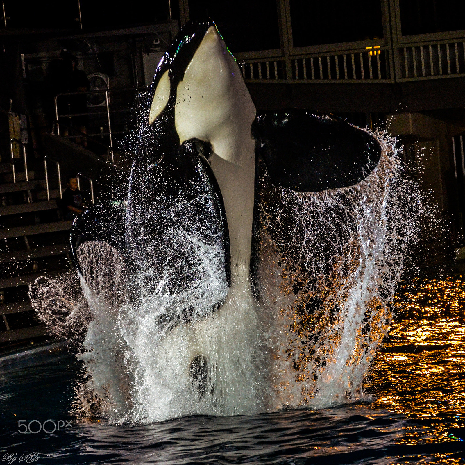 Nikon D5100 sample photo. Whale's stunt photography