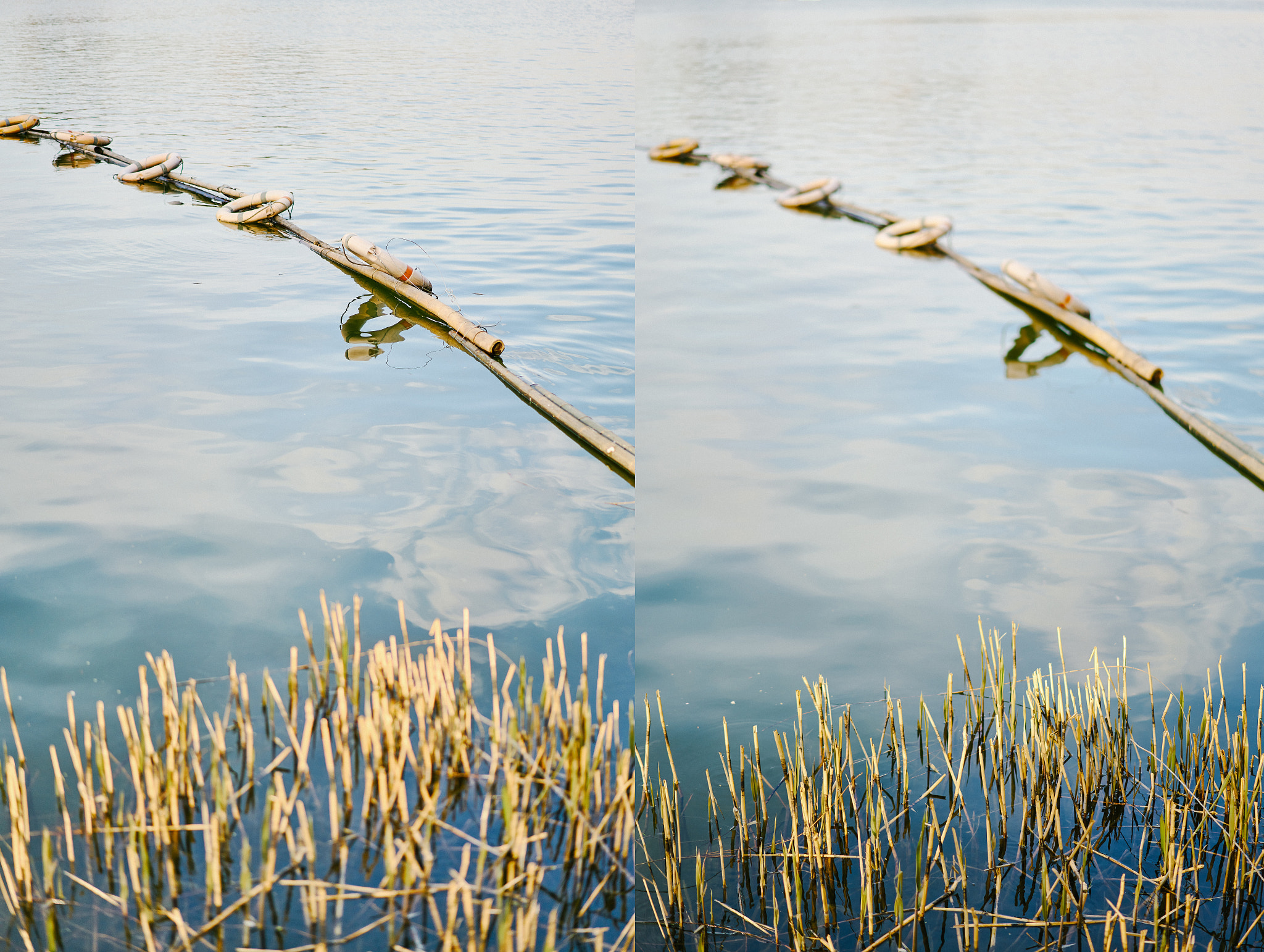 Sony Sonnar T* FE 55mm F1.8 ZA sample photo. Spring3 photography