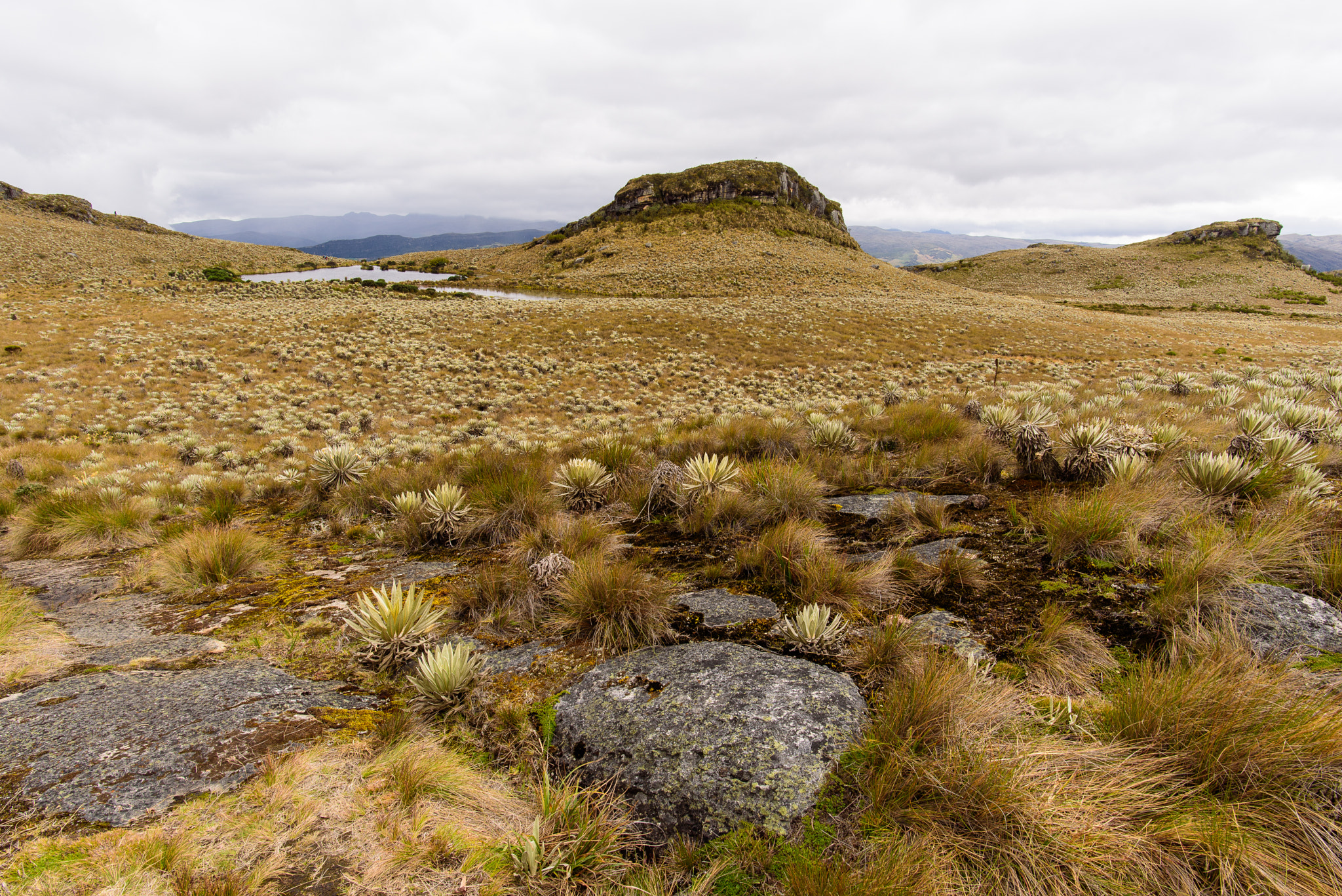 Nikon D750 sample photo. Sumapaz photography