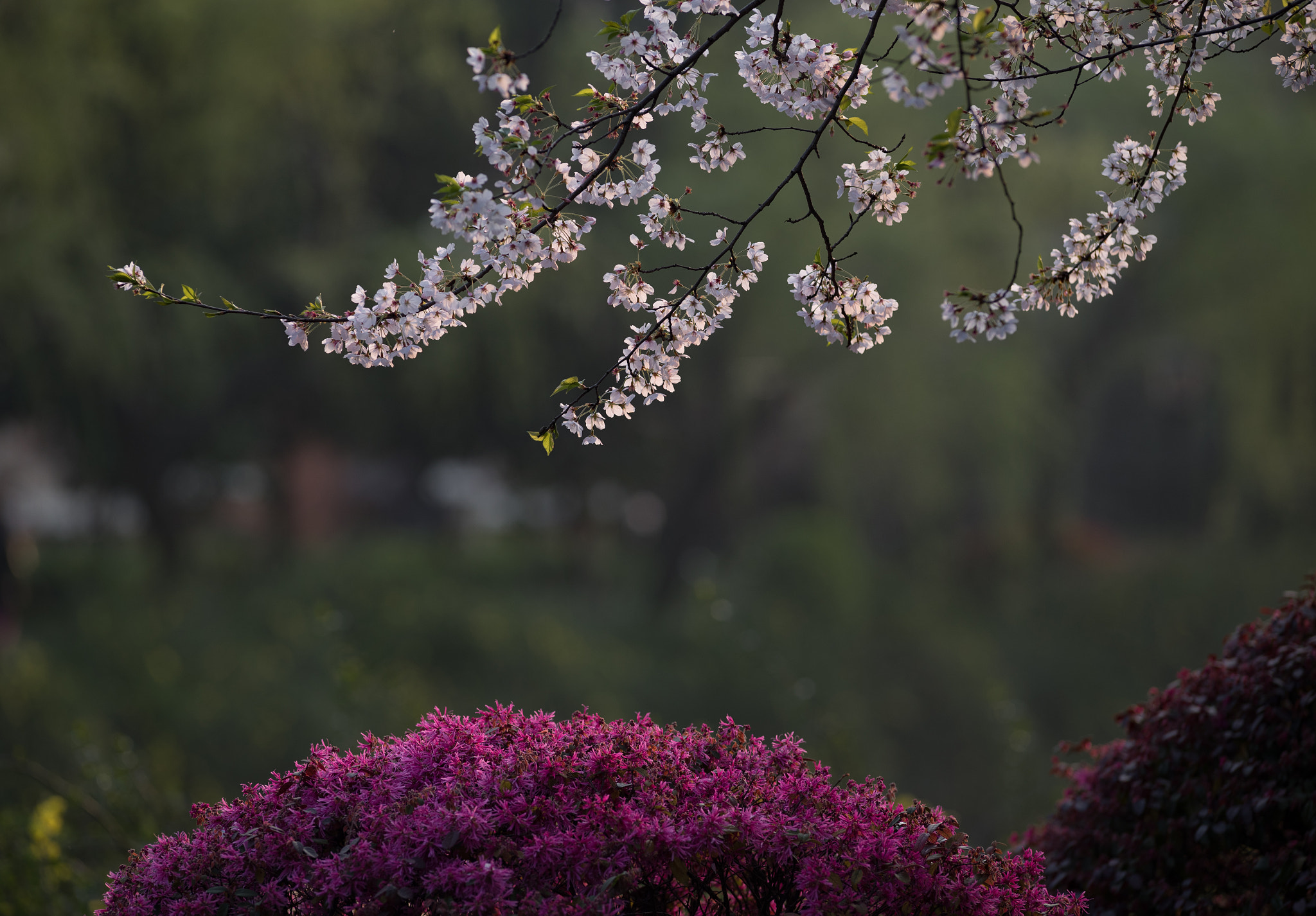 Canon EOS-1D X Mark II + Canon EF 200mm f/1.8L sample photo. 樱花 photography