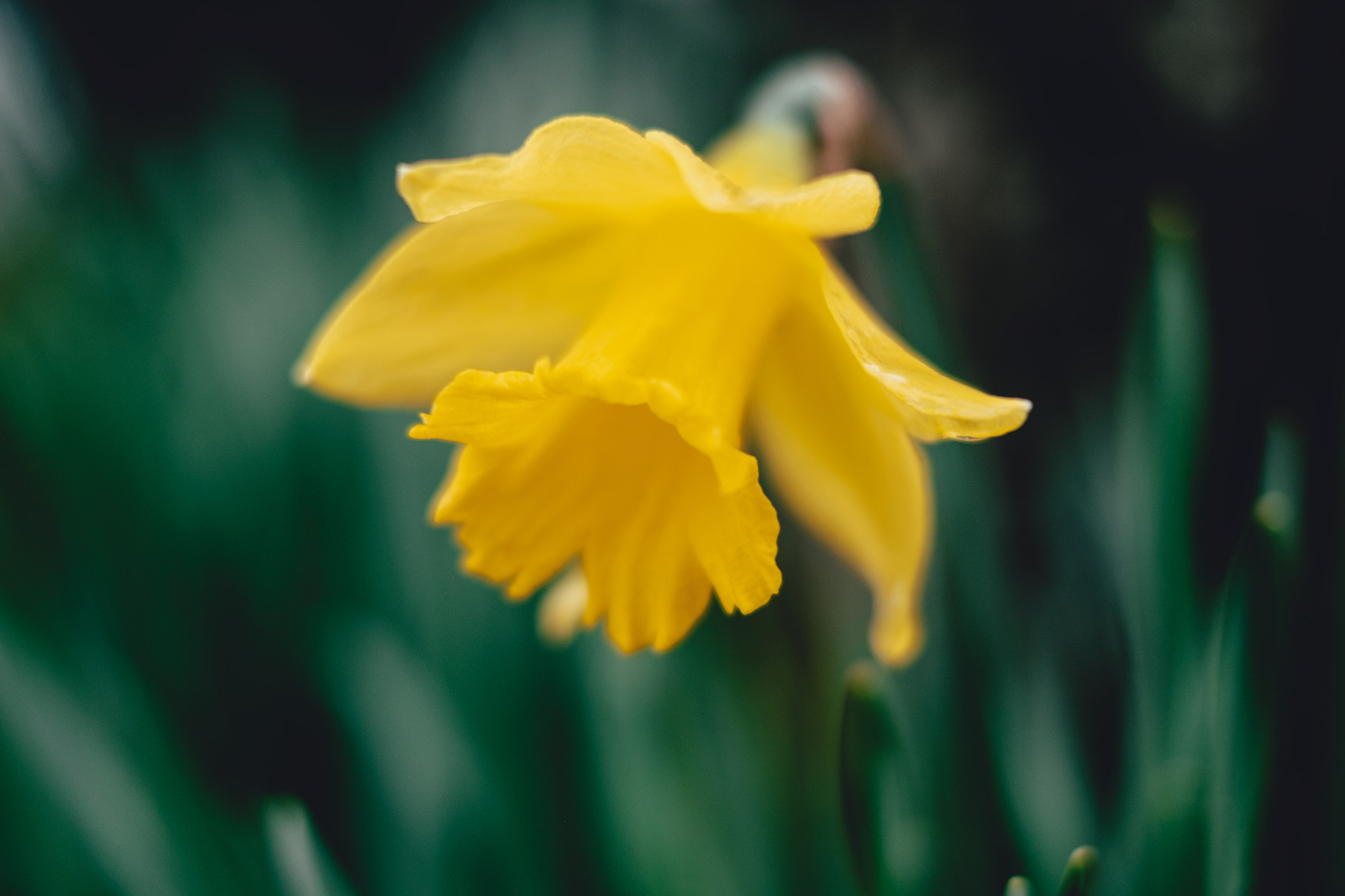 Fujifilm X-T1 + Fujifilm XF 35mm F1.4 R sample photo. Daffy narcissus photography