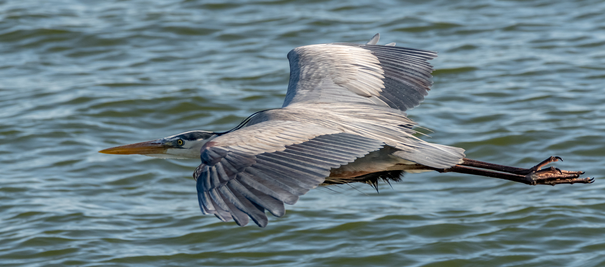 Nikon D500 sample photo. Great blue heron photography