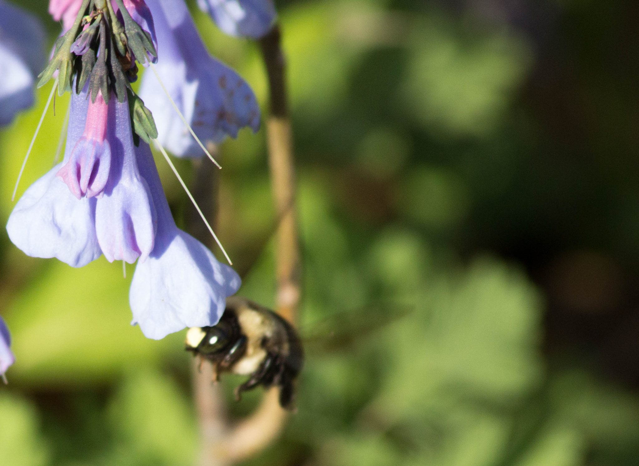 Canon EF 70-300mm F4-5.6 IS USM sample photo. Img photography