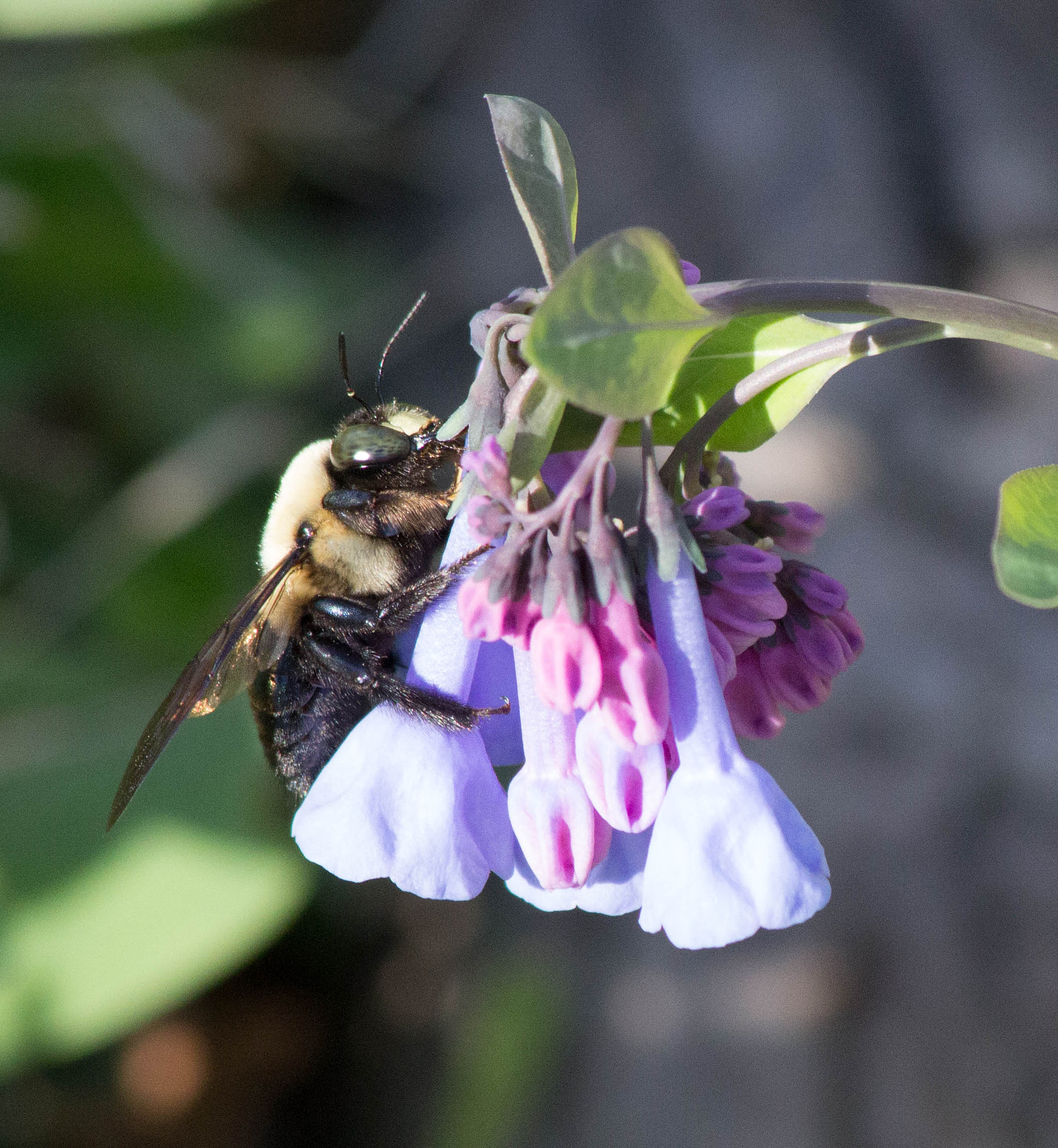 Canon EF 70-300mm F4-5.6 IS USM sample photo. Img photography