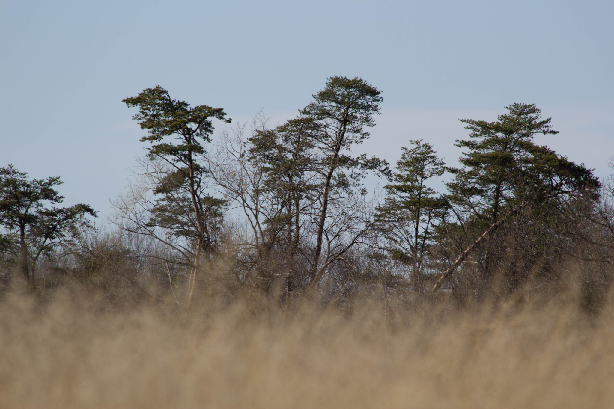 Canon EF 70-300mm F4-5.6 IS USM sample photo. Img photography